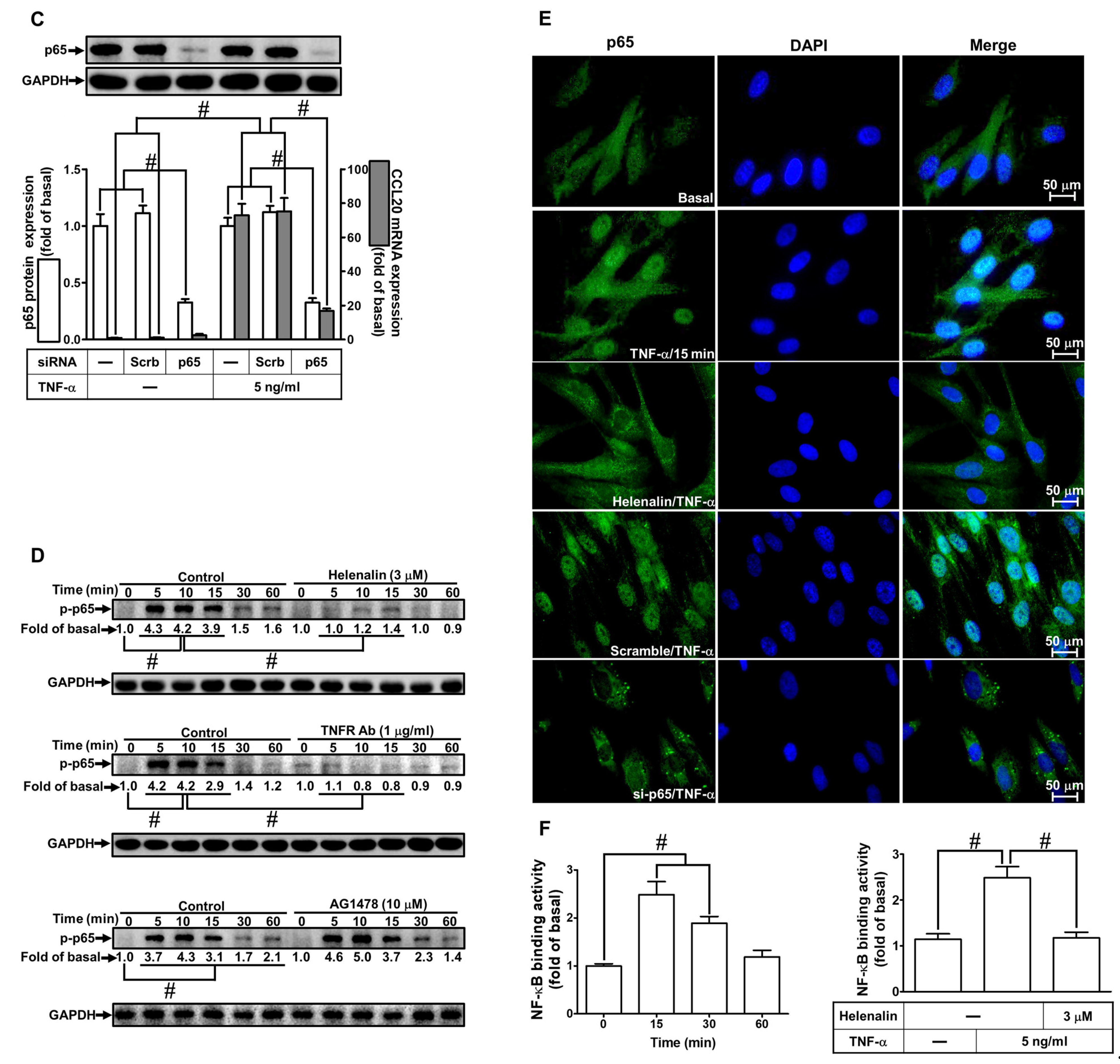 Ijms 23 09086 g007b 550