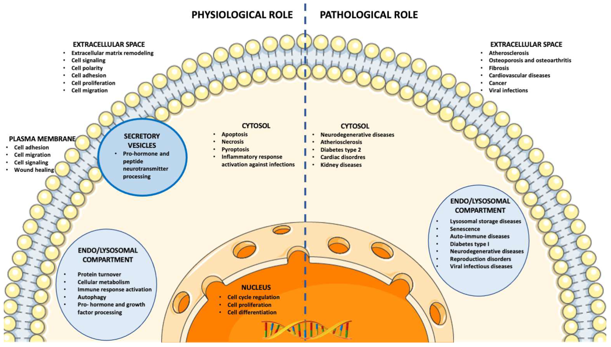 Ijms 23 09089 g001 550