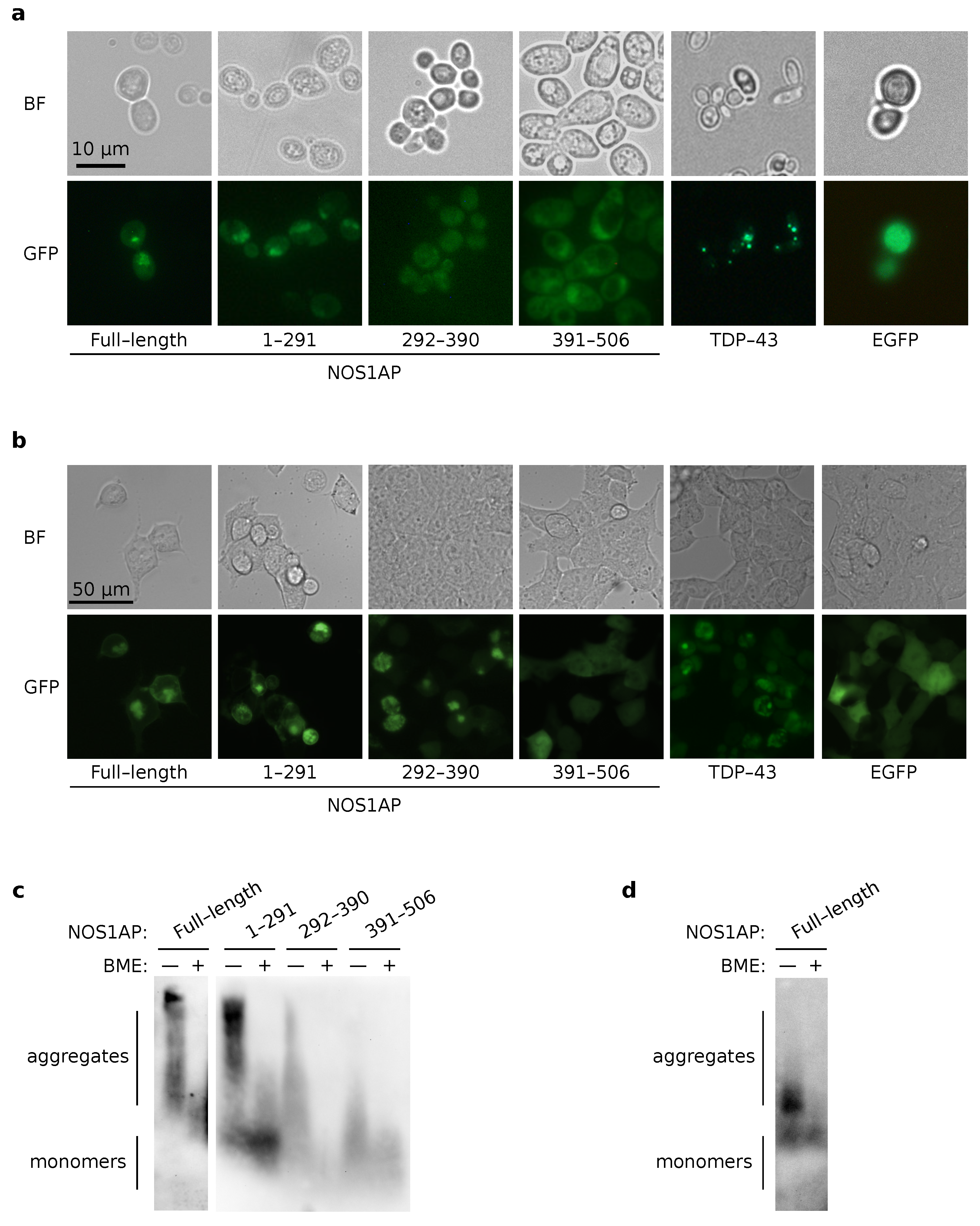 Ijms 23 09102 g003 Ijms 23 09102 g003