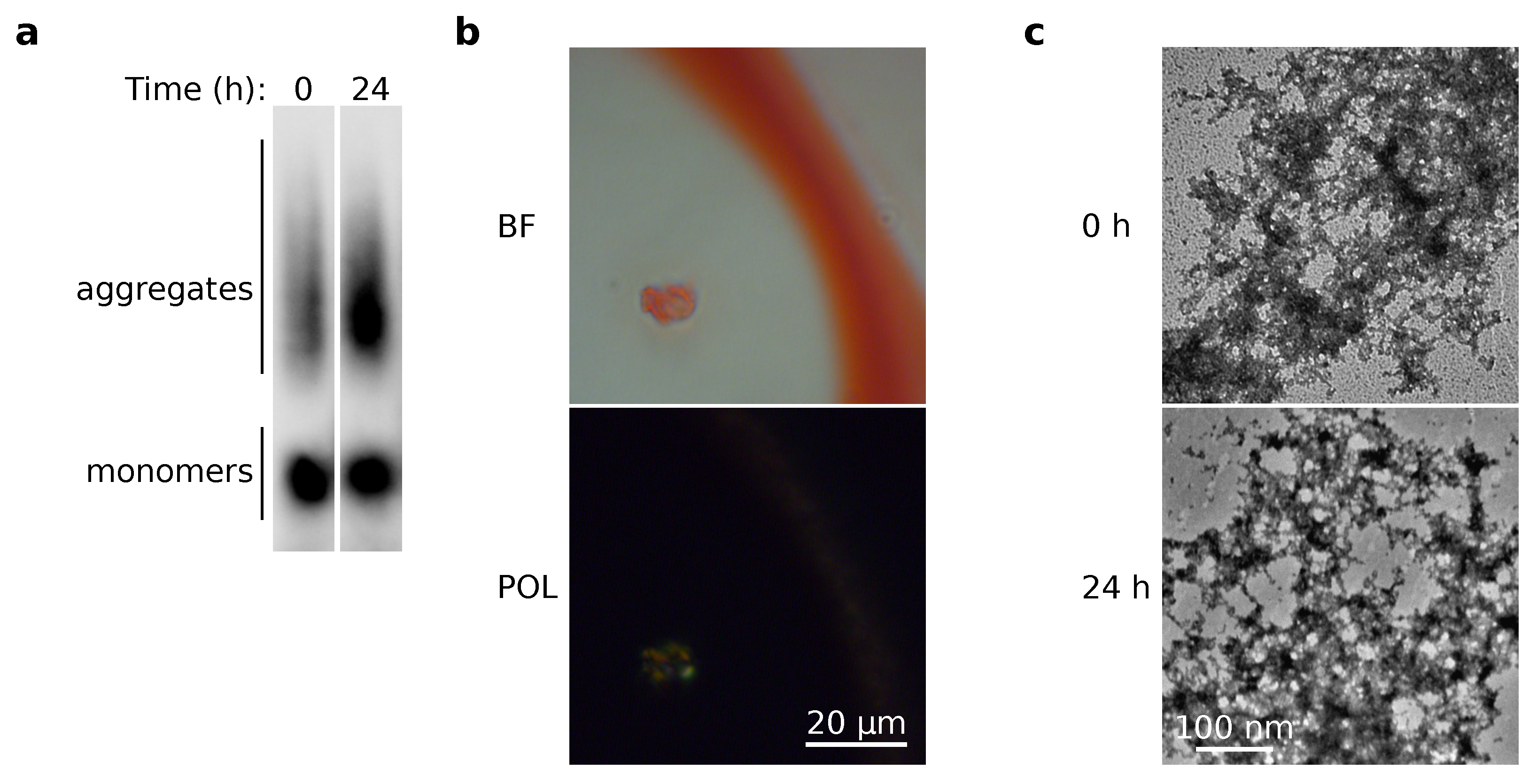 Ijms 23 09102 g004 Ijms 23 09102 g004