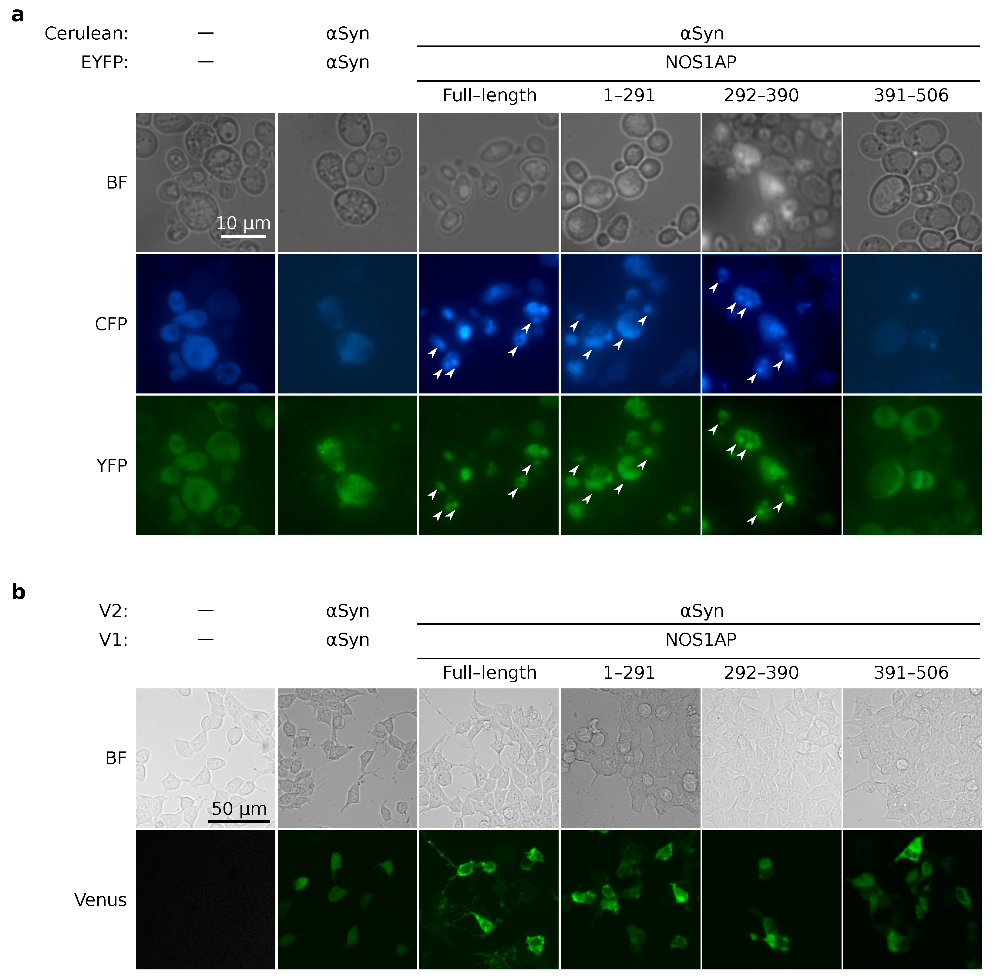 Ijms 23 09102 g005 Ijms 23 09102 g005