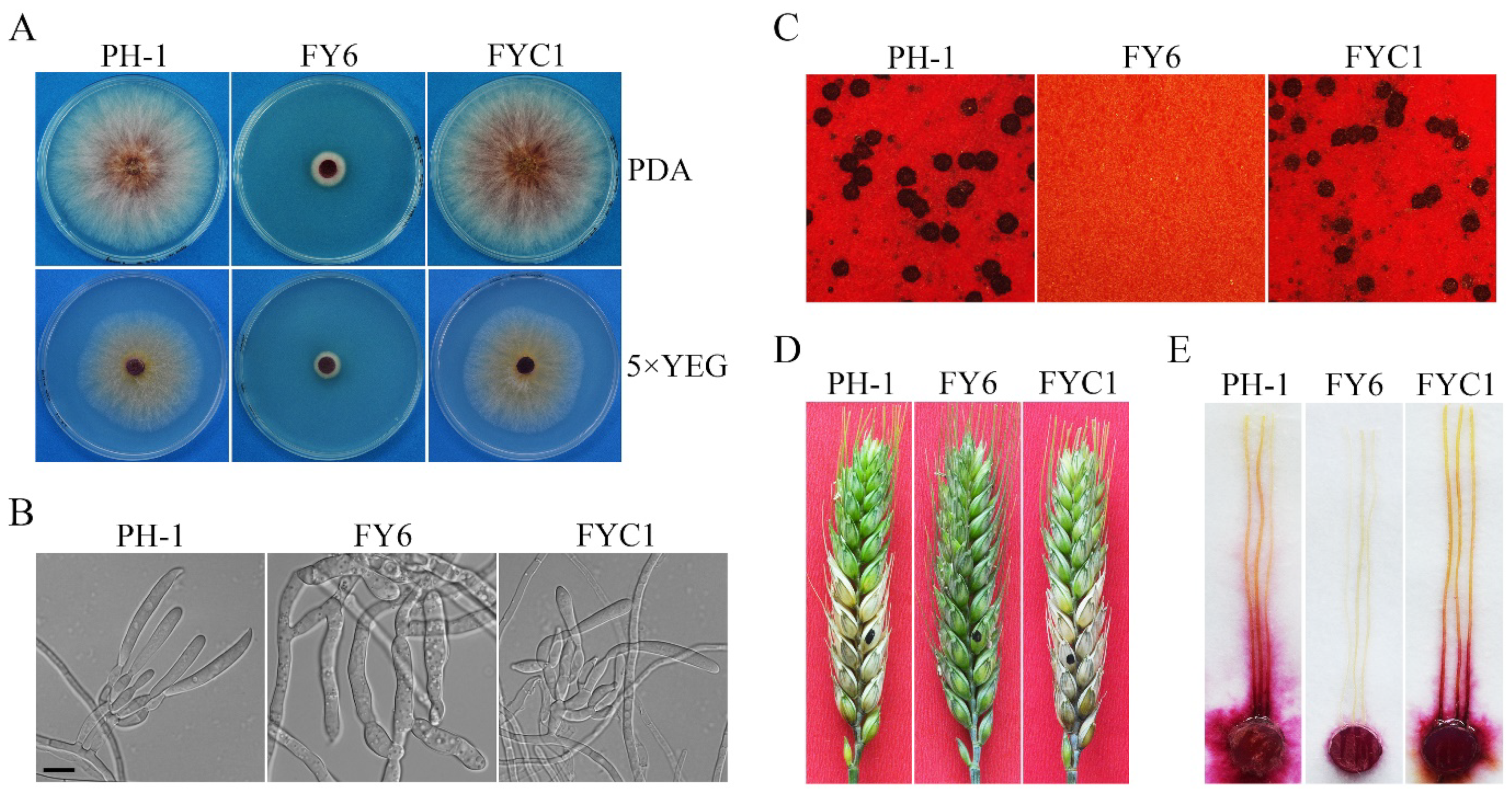 Ijms 23 09106 g001 Ijms 23 09106 g001