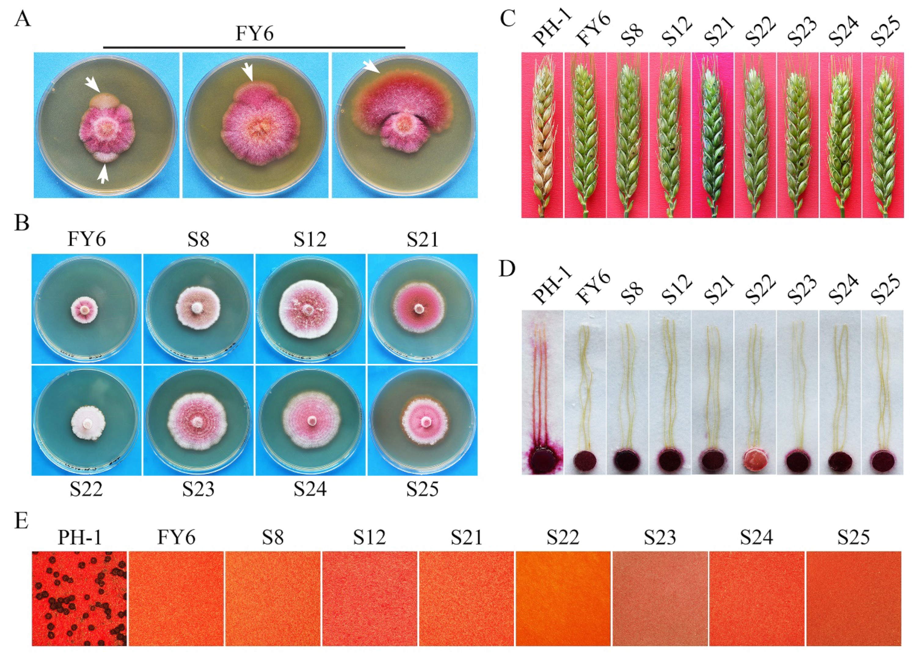 Ijms 23 09106 g002 Ijms 23 09106 g002