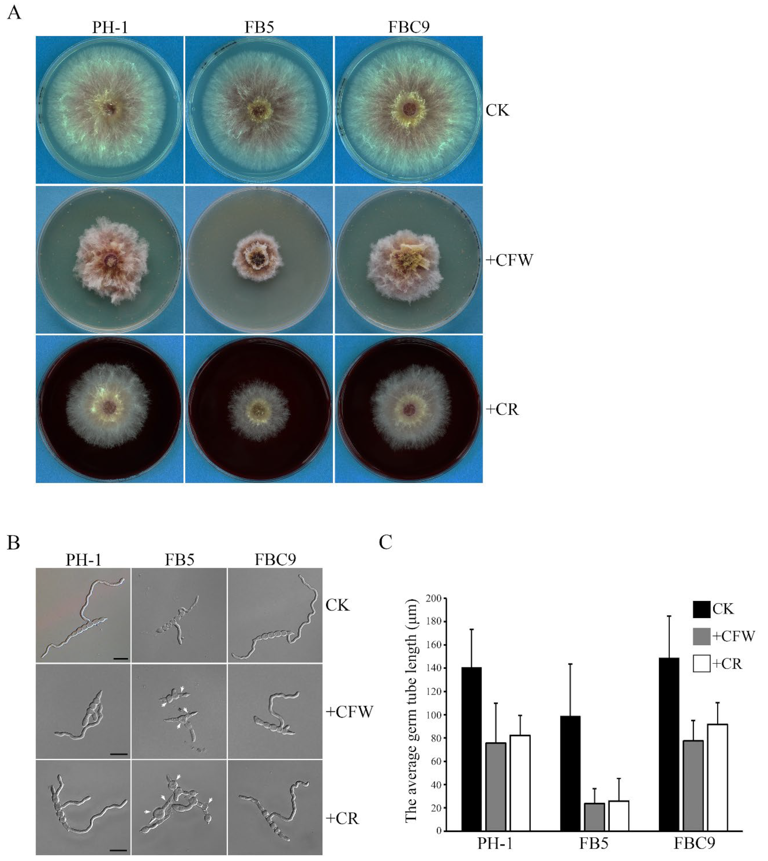 Ijms 23 09106 g004 Ijms 23 09106 g004