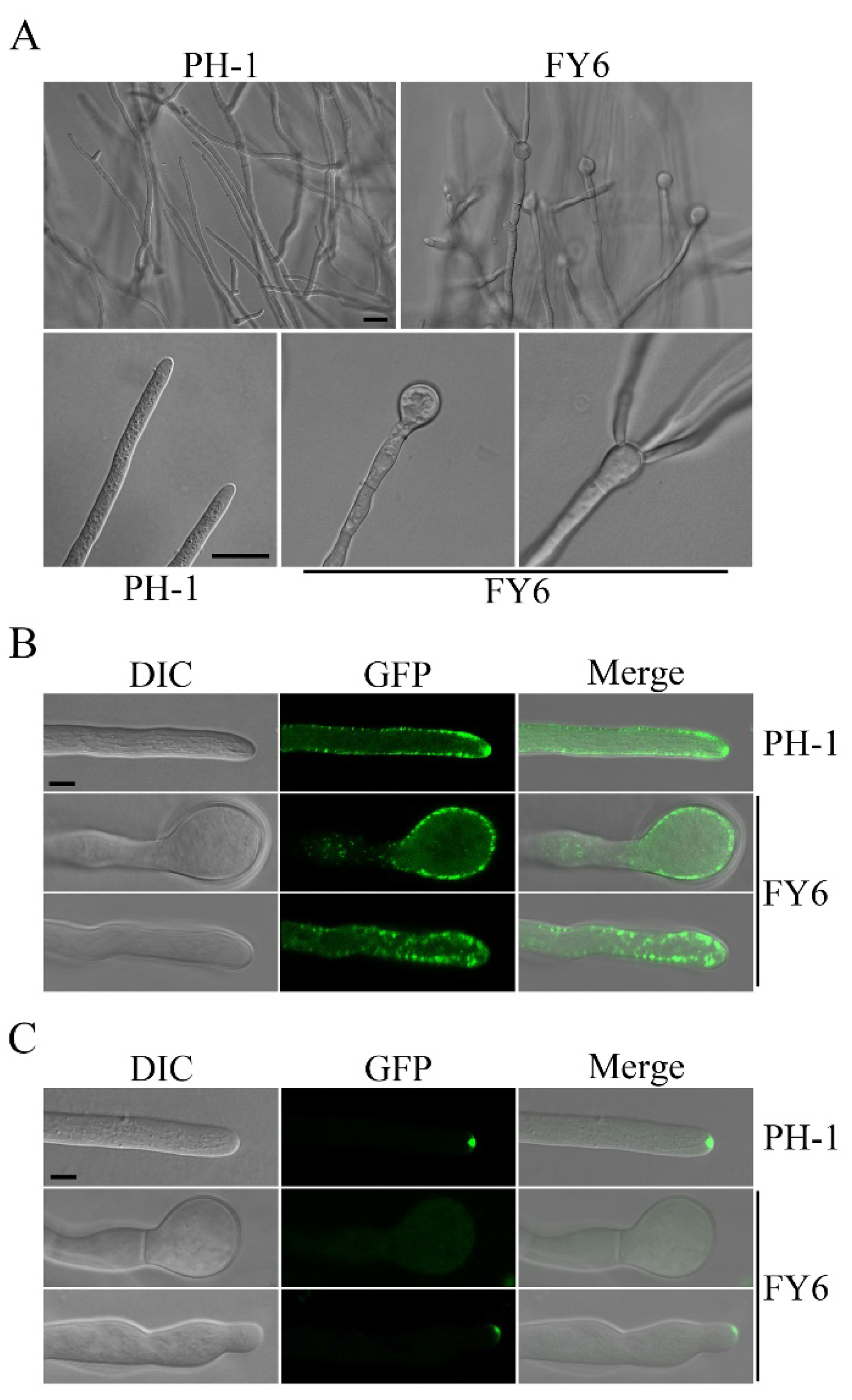 Ijms 23 09106 g005 Ijms 23 09106 g005