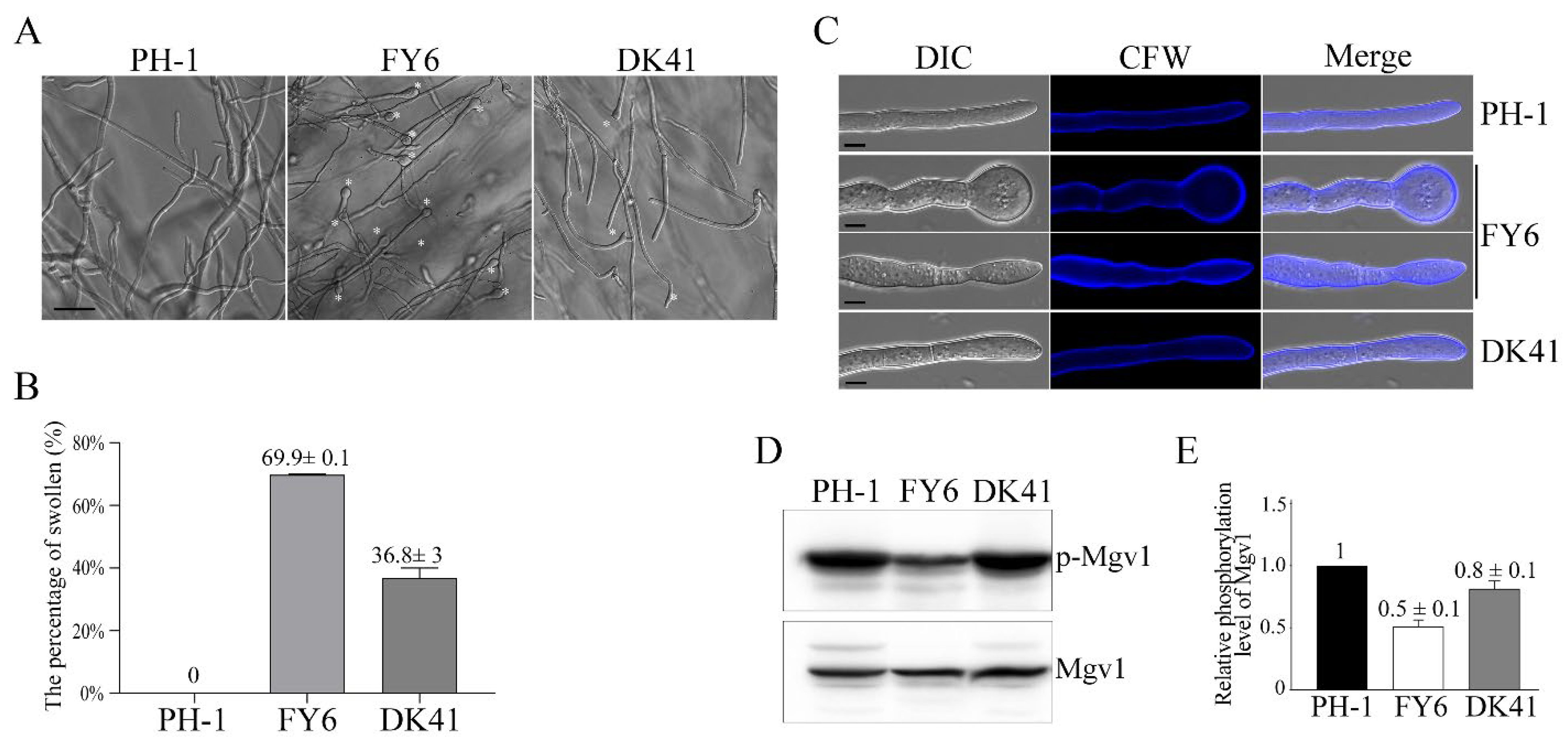 Ijms 23 09106 g006 Ijms 23 09106 g006