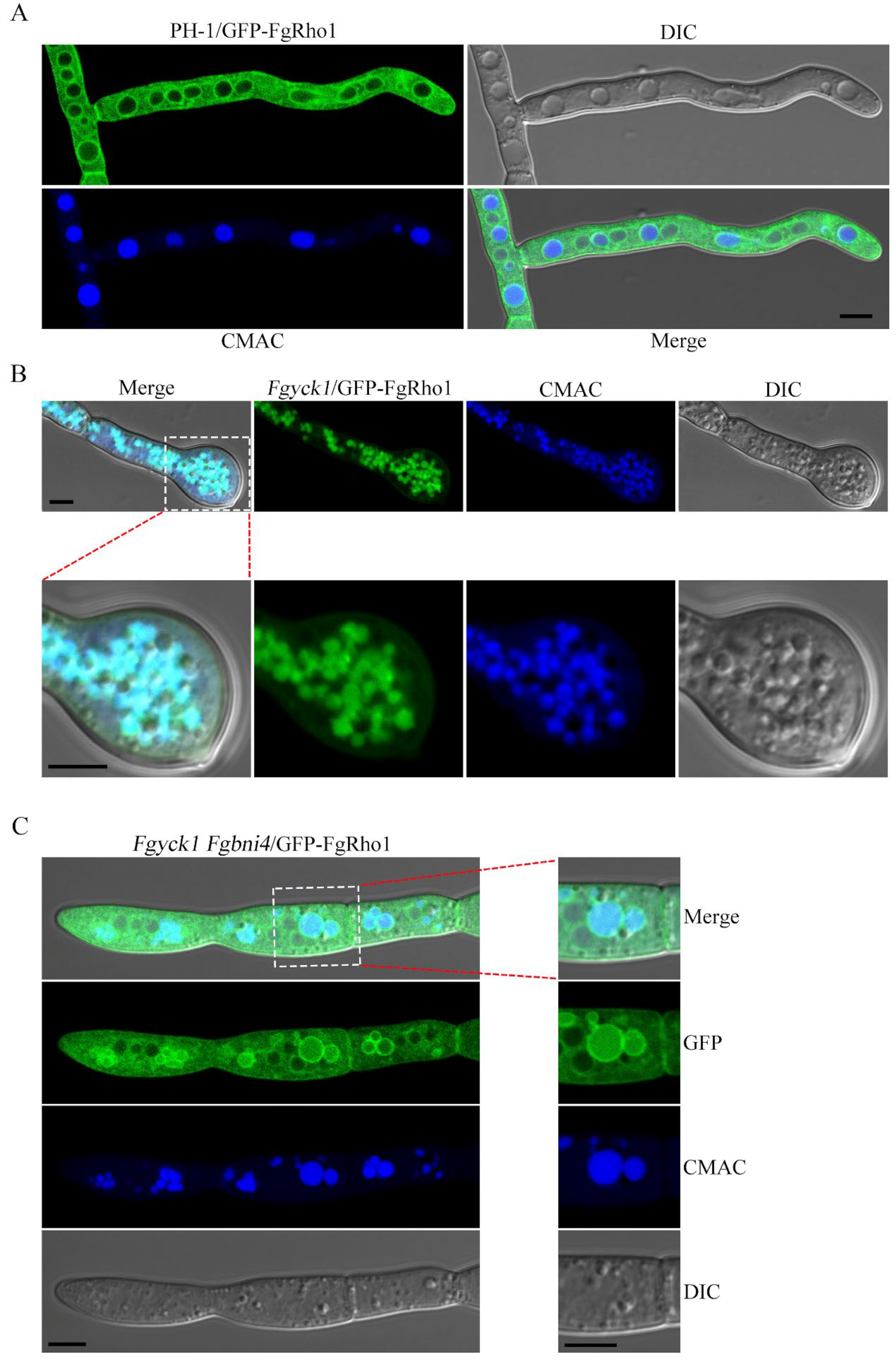 Ijms 23 09106 g007 Ijms 23 09106 g007