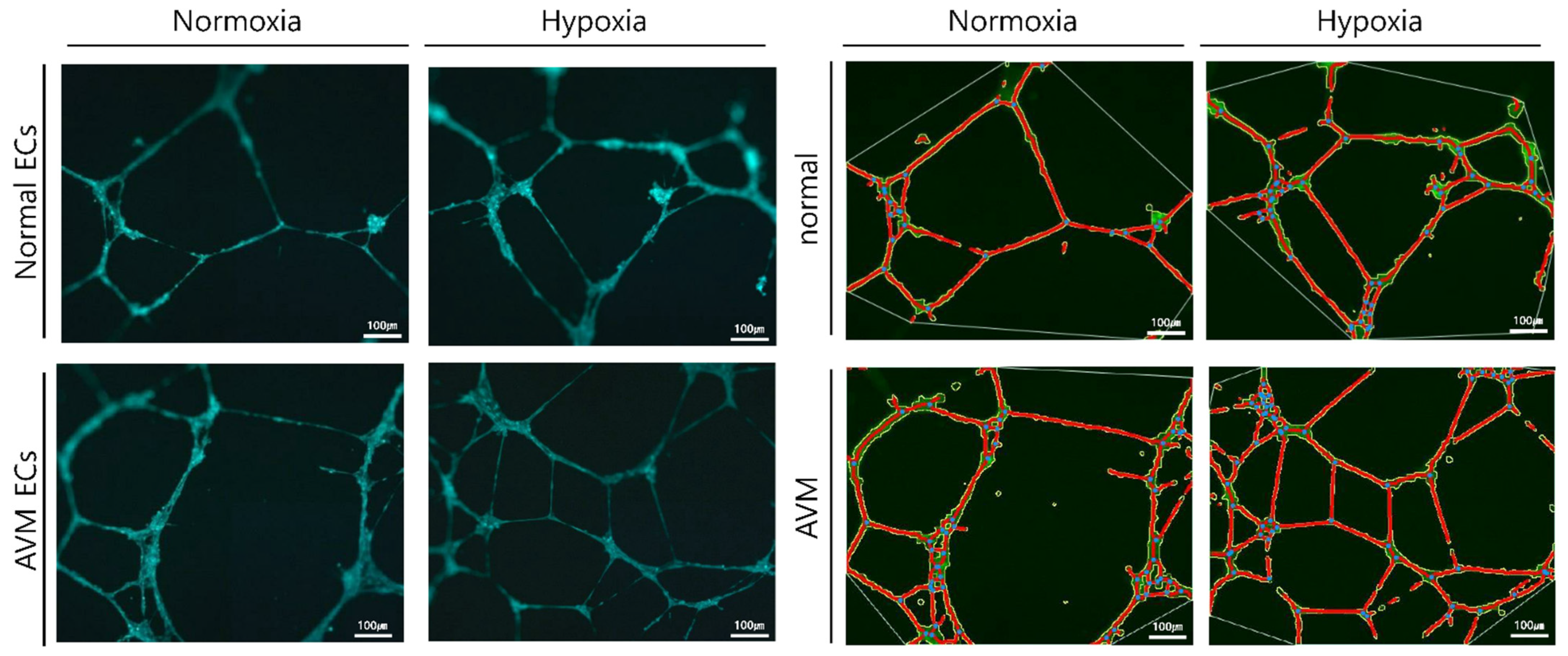 Ijms 23 09109 g003 Ijms 23 09109 g003