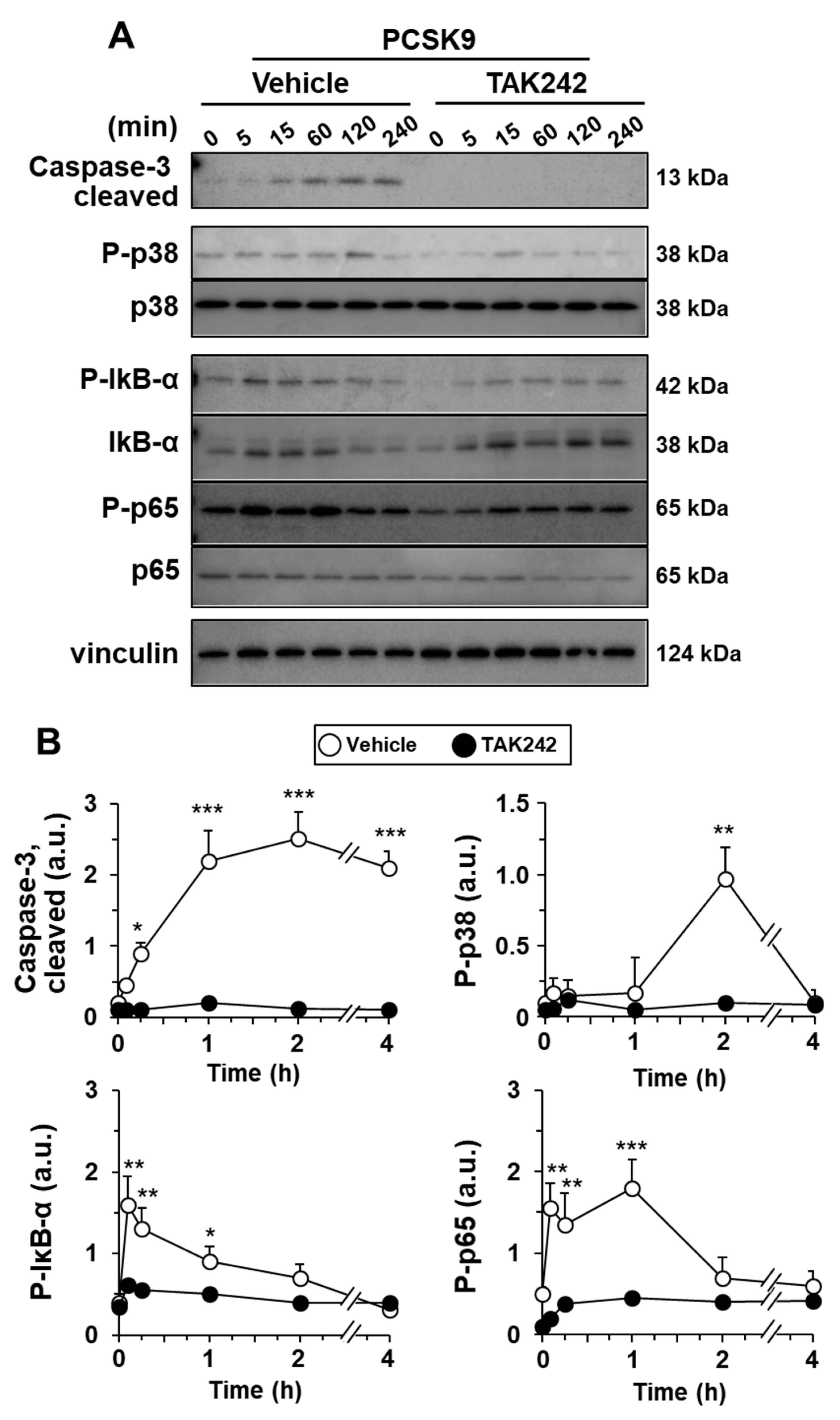 Ijms 23 09114 g005 550