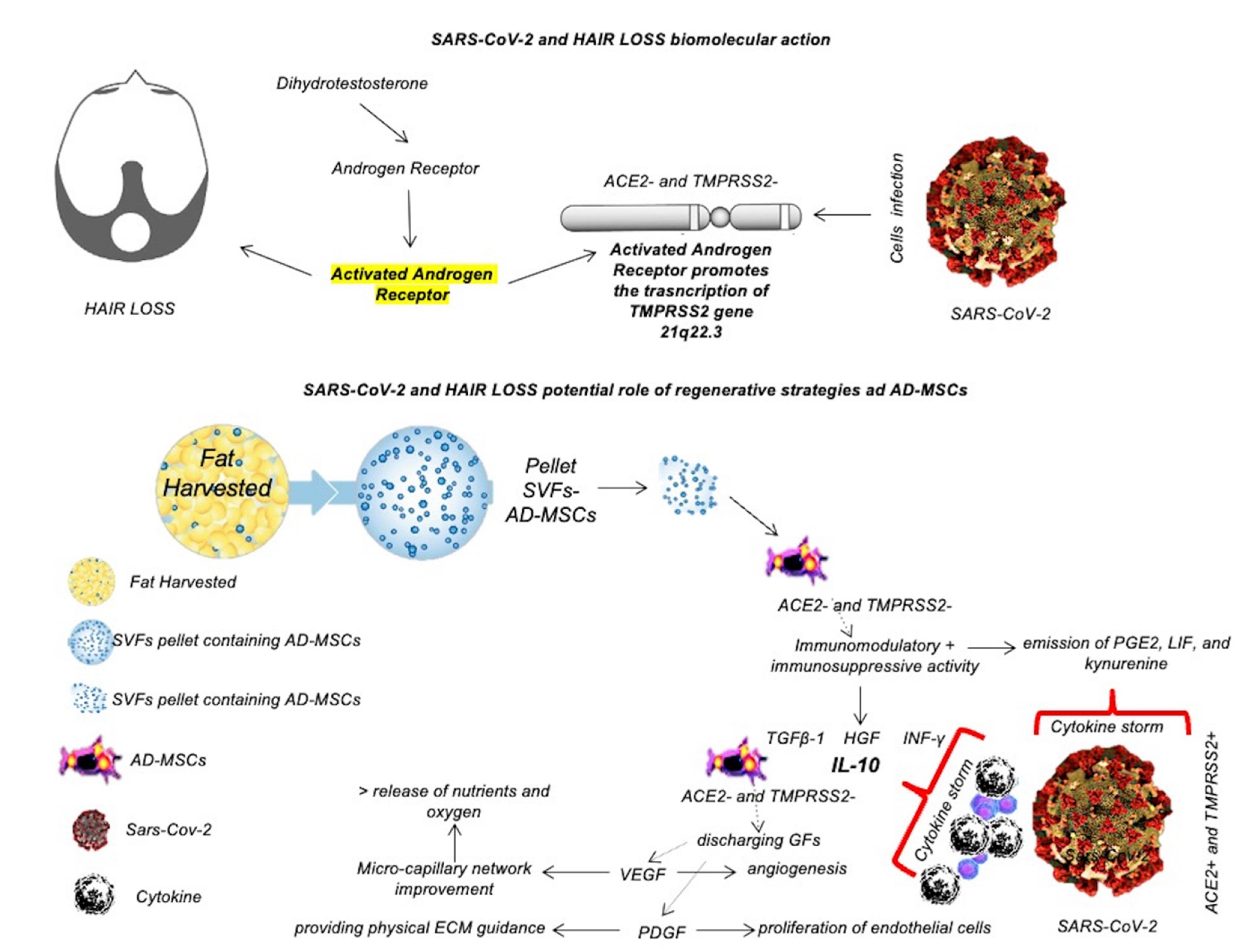 IJMS | Free Full-Text | Hair Loss and Telogen Effluvium Related to COVID-19: The Potential Implication of Adipose-Derived Mesenchymal Stem Cells and Platelet-Rich Plasma as Regenerative Strategies IJMS | Free Full-Text | Hair Loss and Telogen Effluvium Related to COVID-19: The Potential Implication of Adipose-Derived Mesenchymal Stem Cells and Platelet-Rich Plasma as Regenerative Strategies