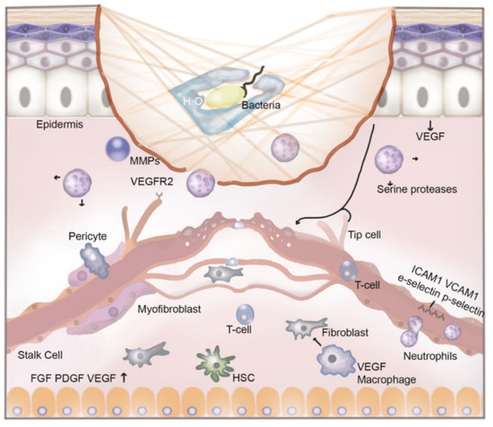 Carrageenan-Based Compounds as Wound Healing Materials