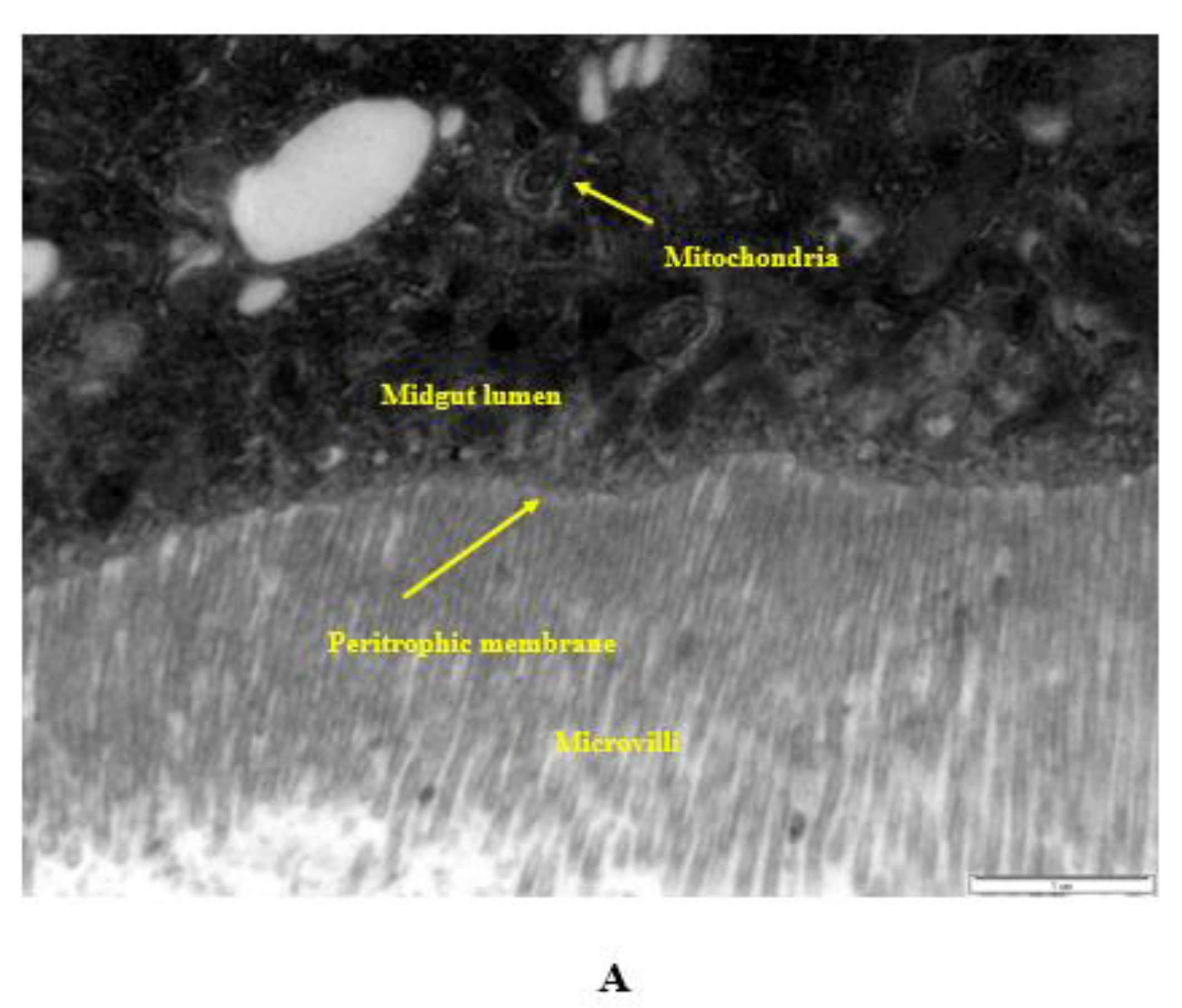 Ijms 23 09121 g008a 550