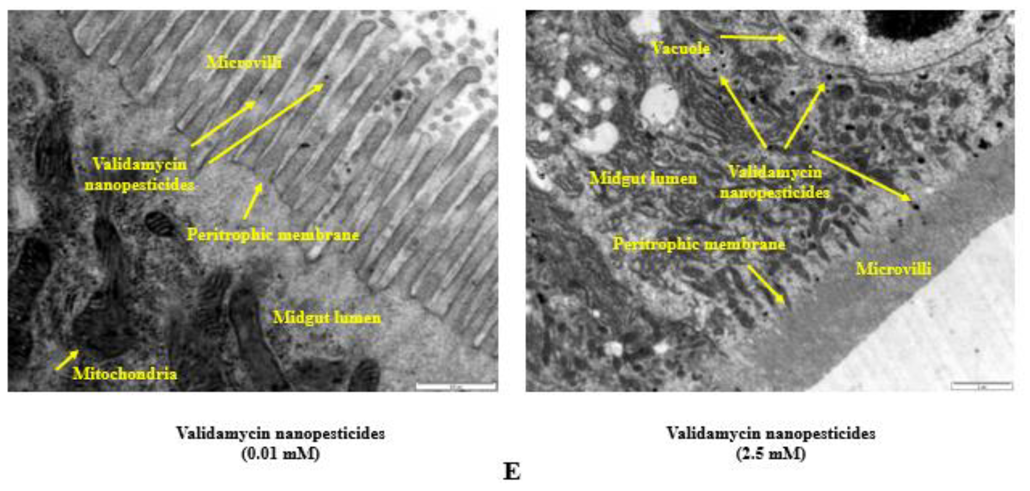 Ijms 23 09121 g008c 550