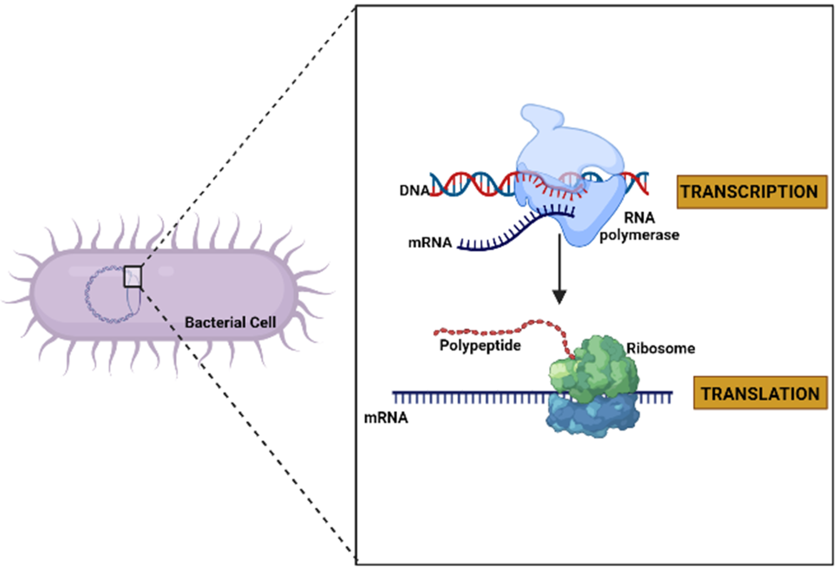 Ijms 23 09123 g002 550