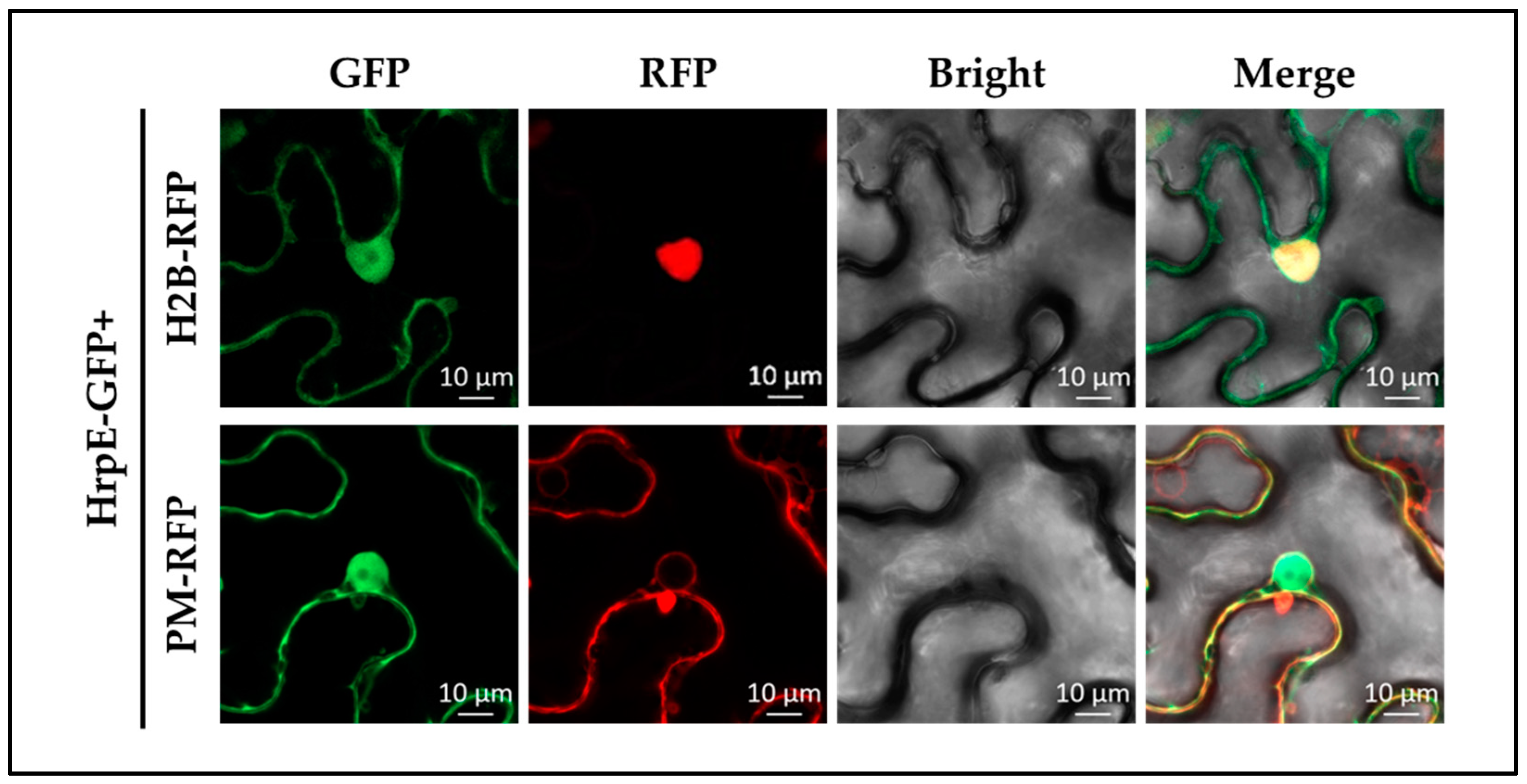 Ijms 23 09144 g009 550