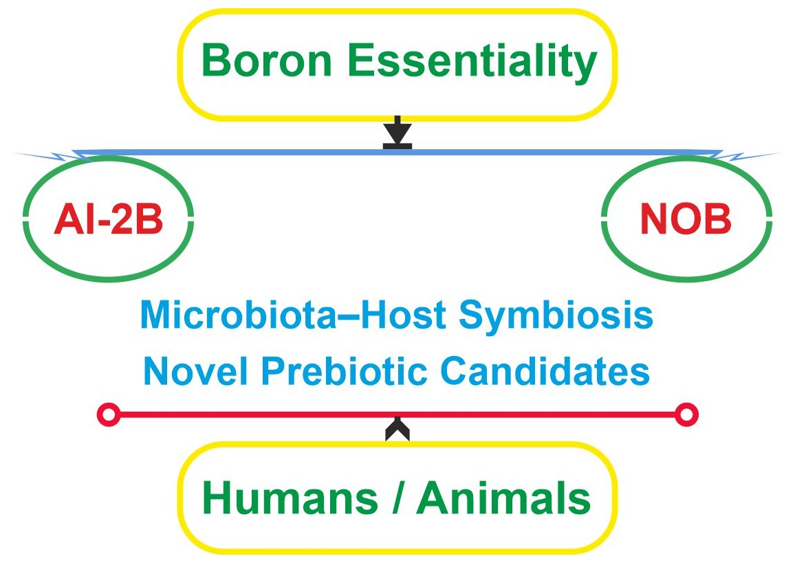 IJMS Free FullText New Insights into Boron Essentiality in Humans