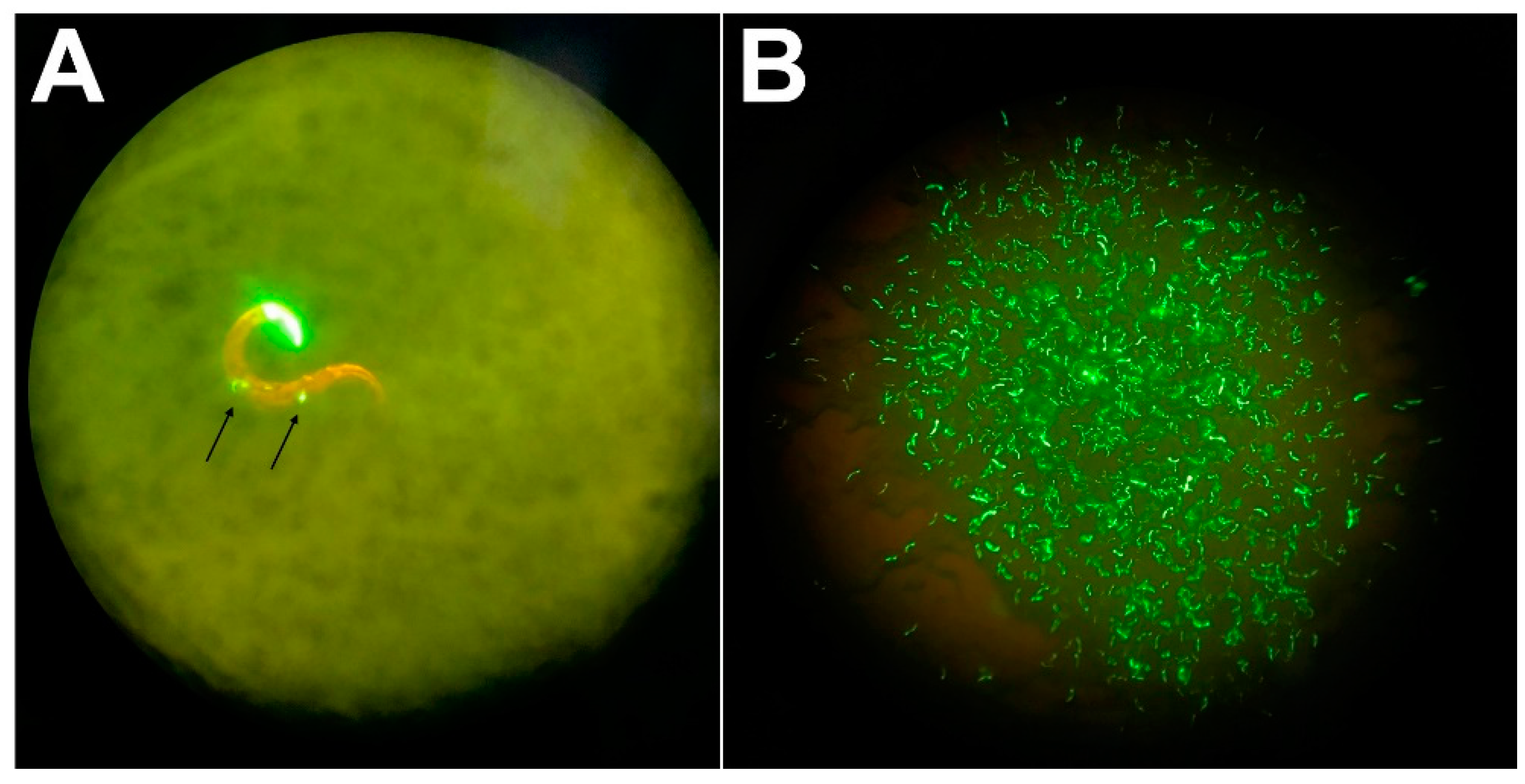 Ijms 23 09155 g001 Ijms 23 09155 g001