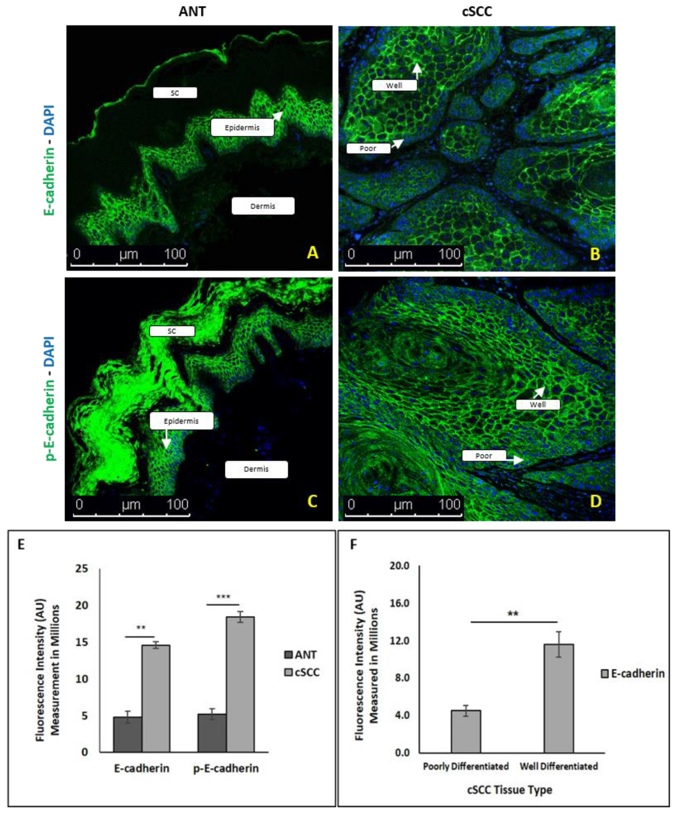 Ijms 23 09183 g004 Ijms 23 09183 g004