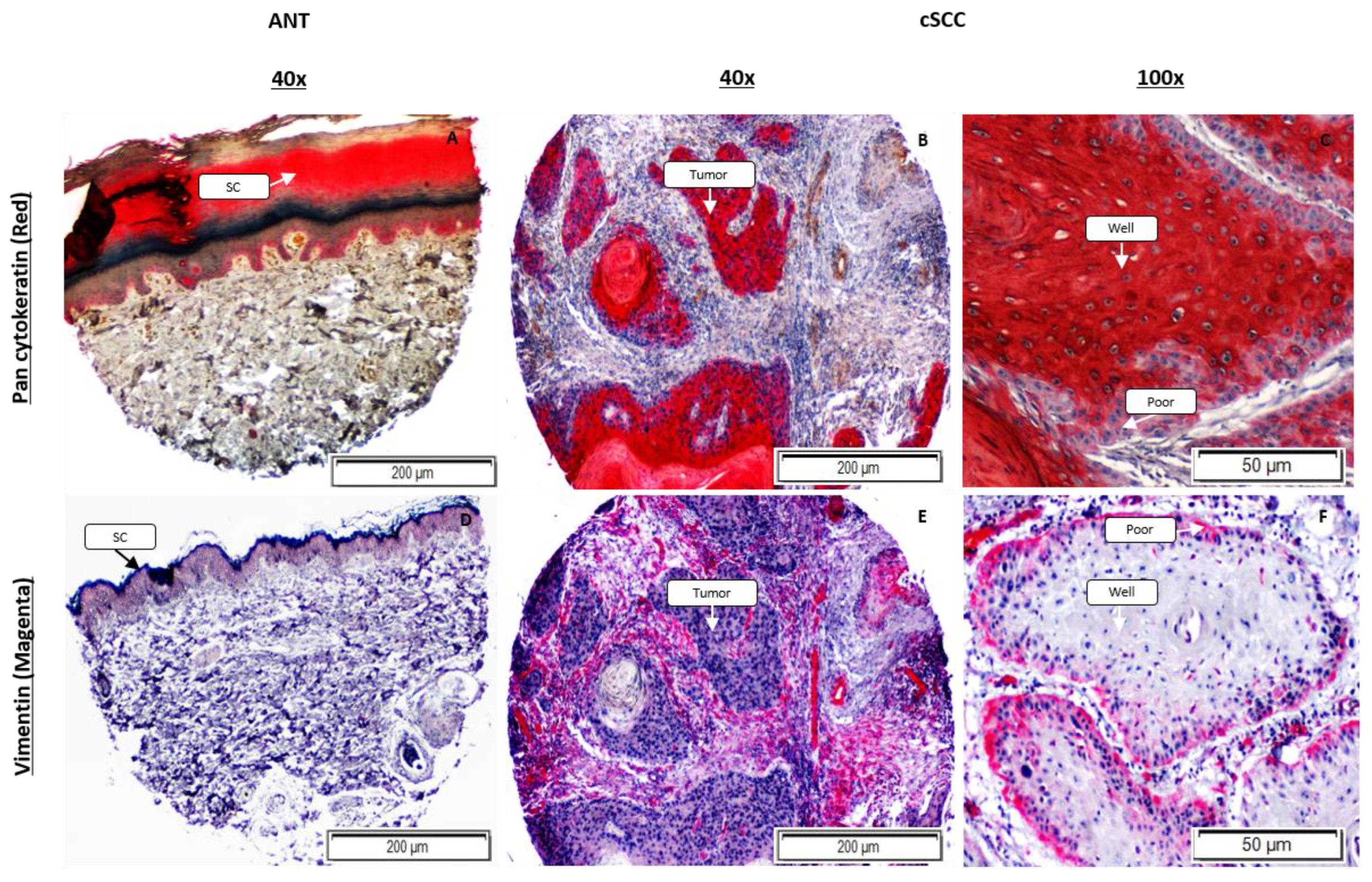 Ijms 23 09183 g006 Ijms 23 09183 g006