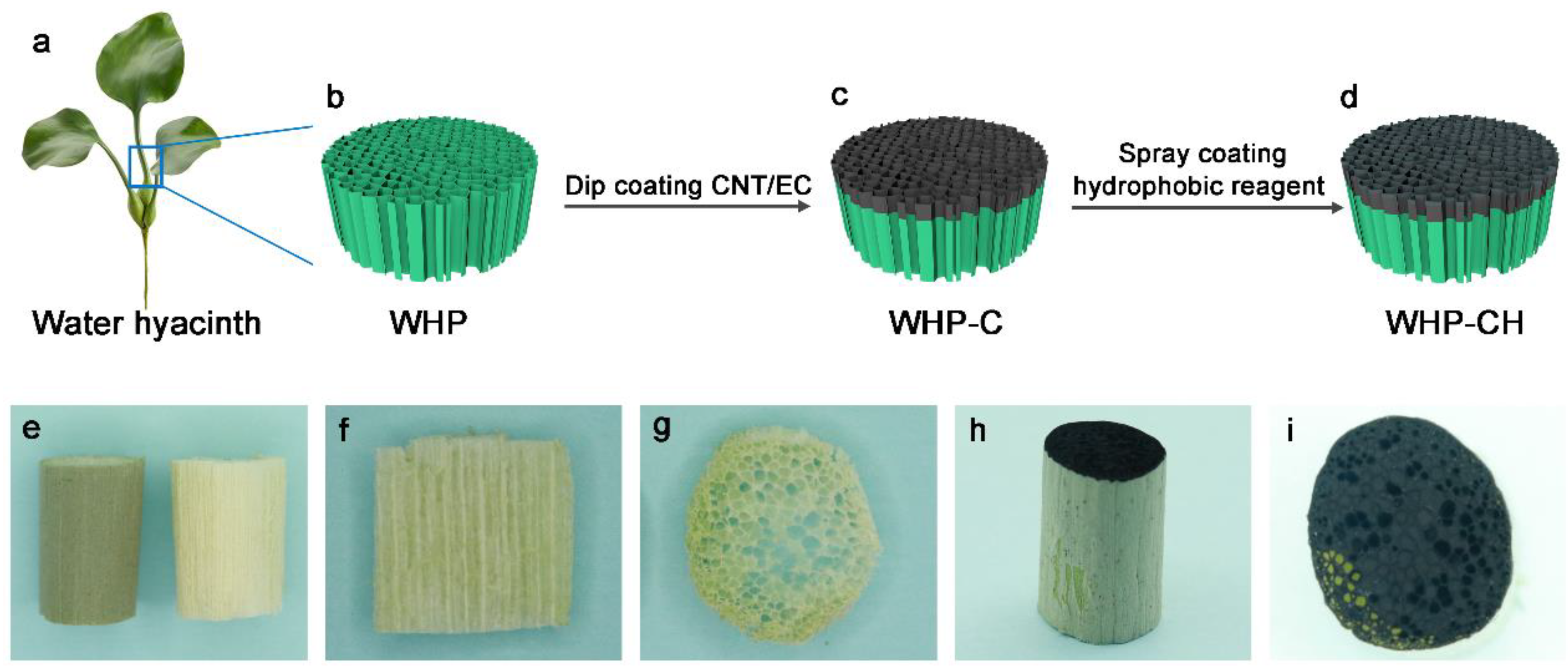 Ijms 23 09185 g001 550