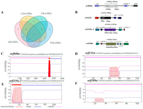 Neighbour-joining phylogenetic tree based on 16S rRNA gene