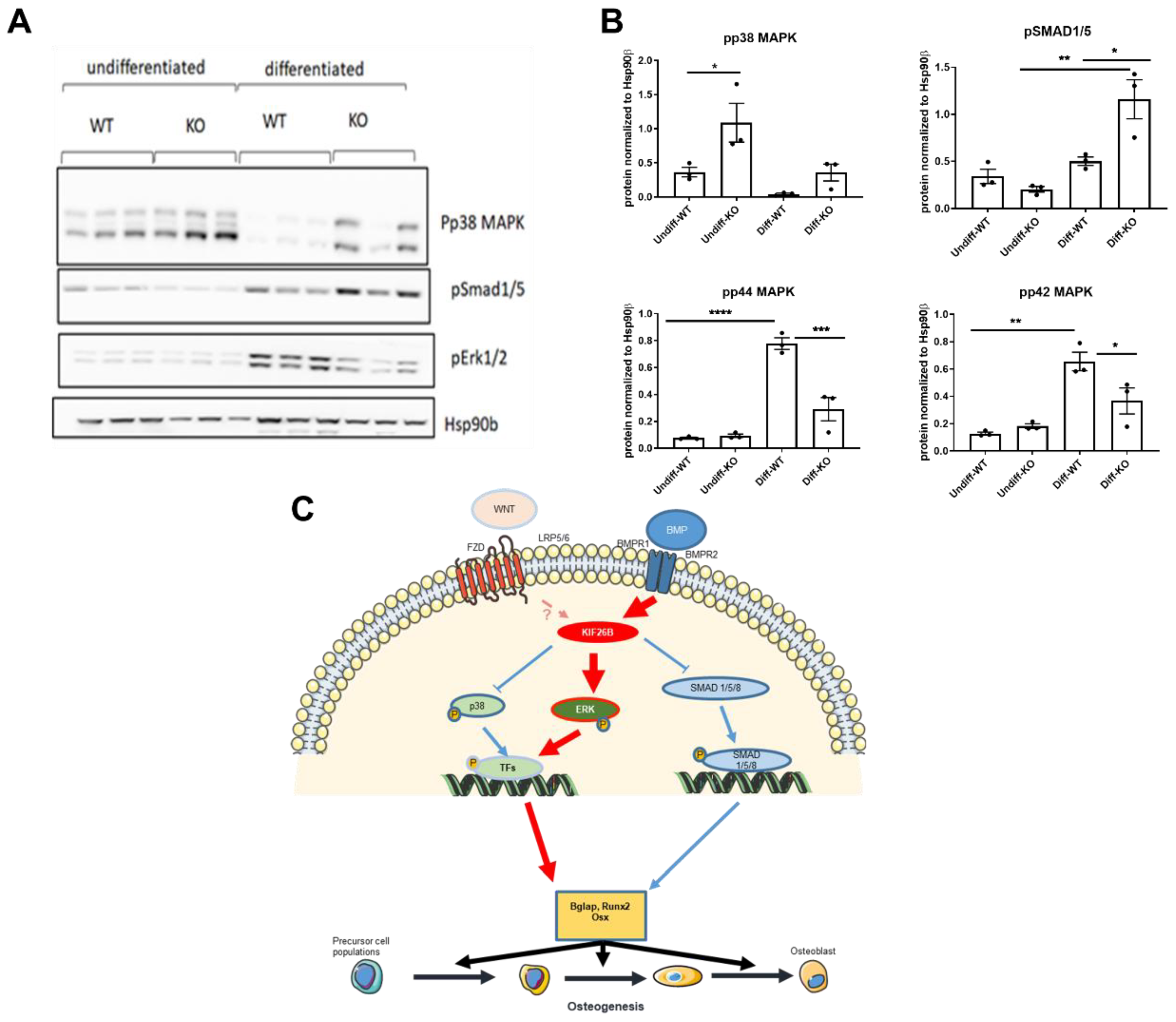 Ijms 23 09203 g004 Ijms 23 09203 g004