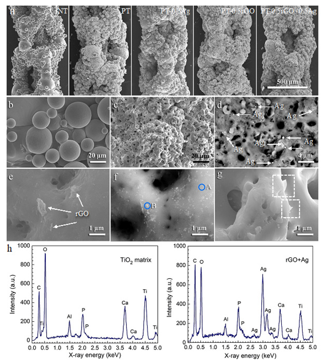 Ijms 23 09204 g006 550