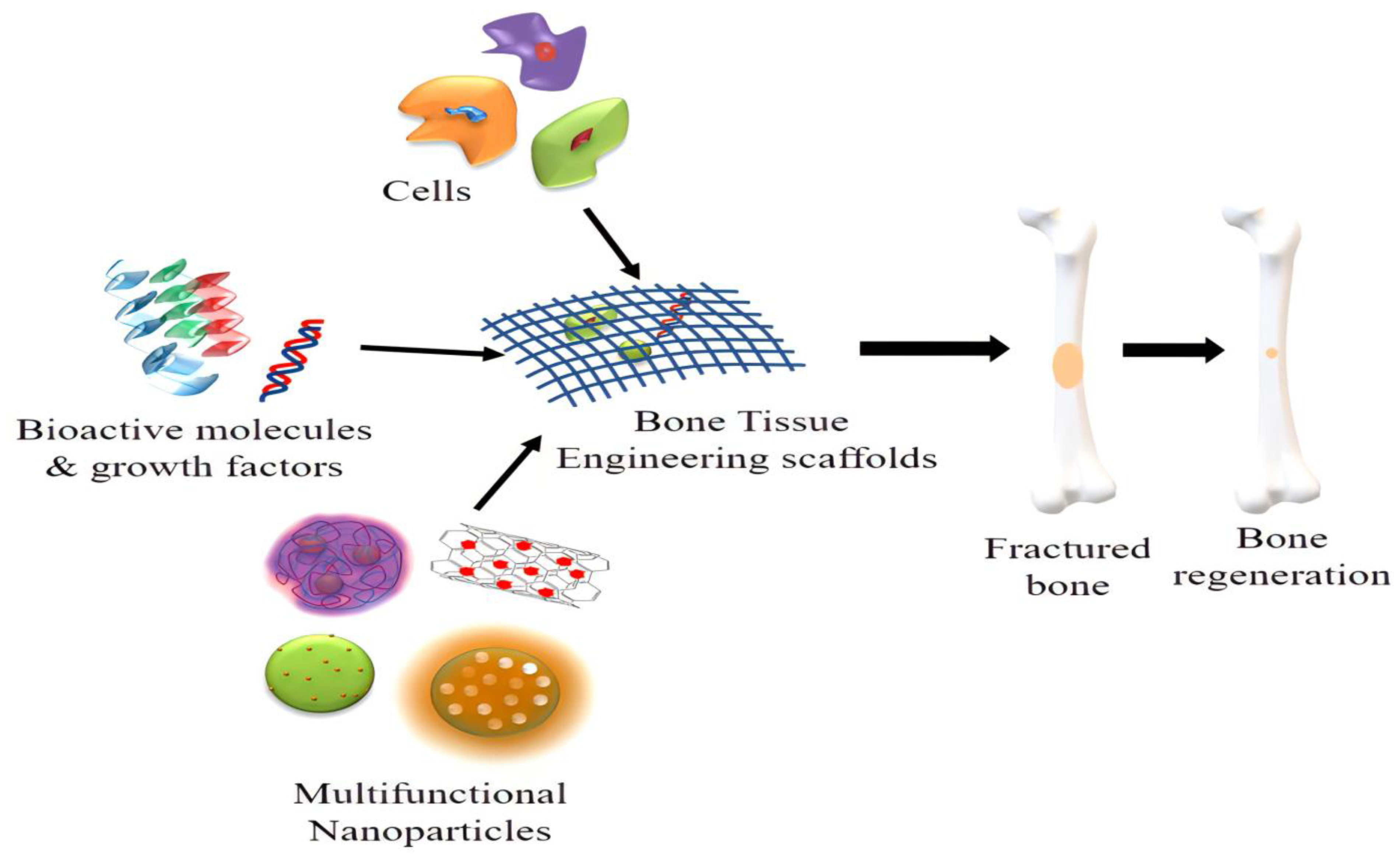 Ijms 23 09206 g008 550