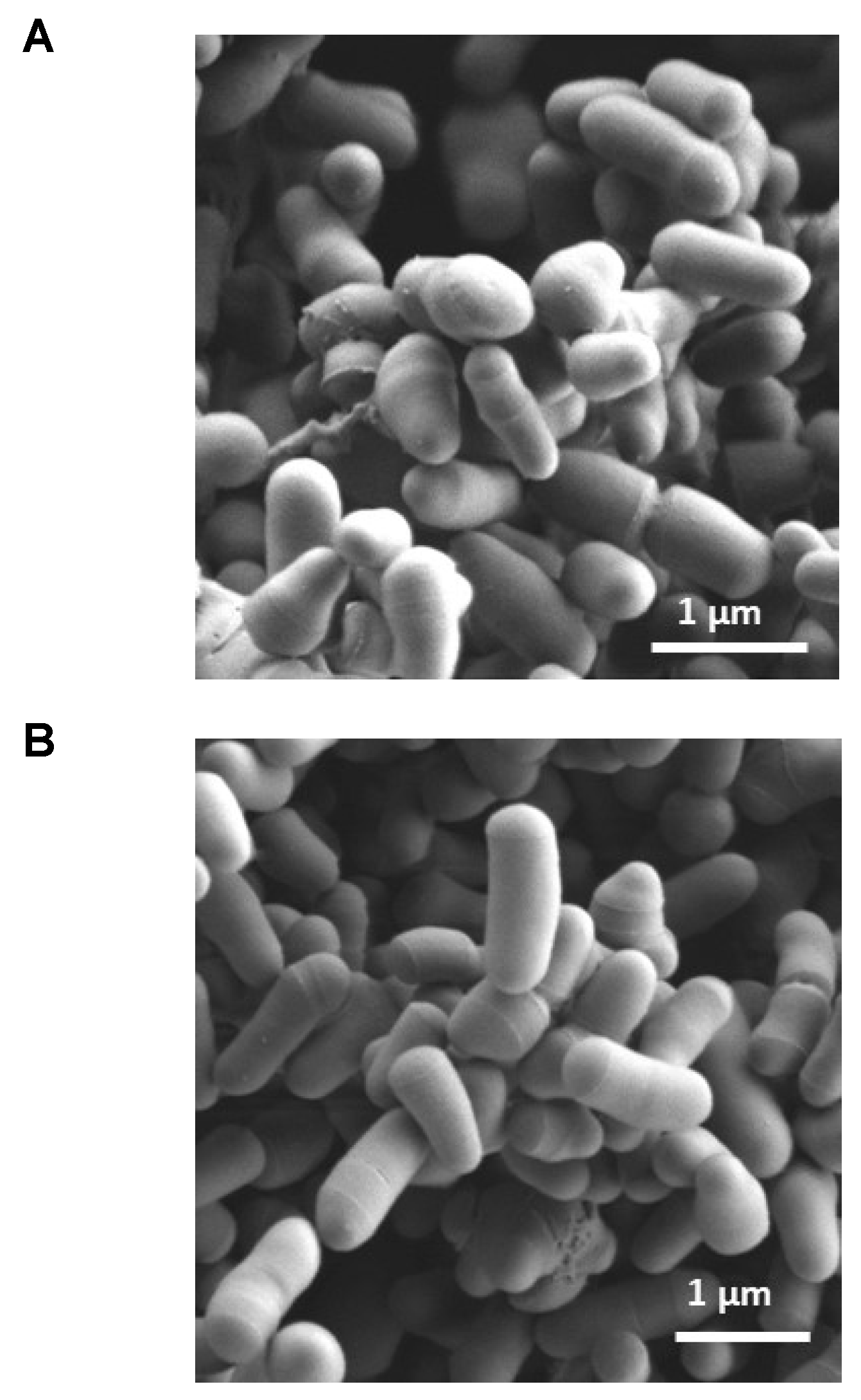 Ijms 23 09207 g007 550