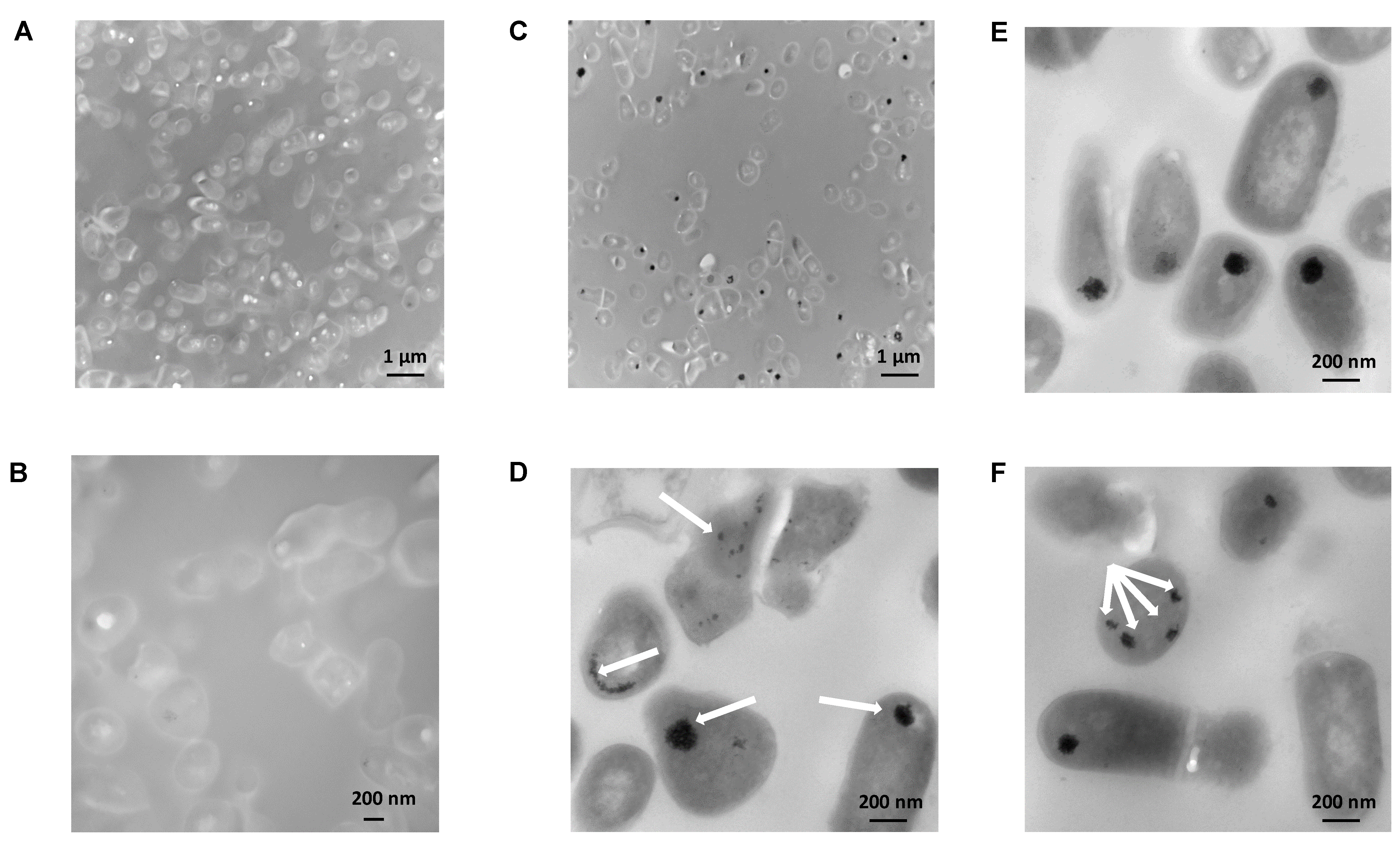 Ijms 23 09207 g008 550