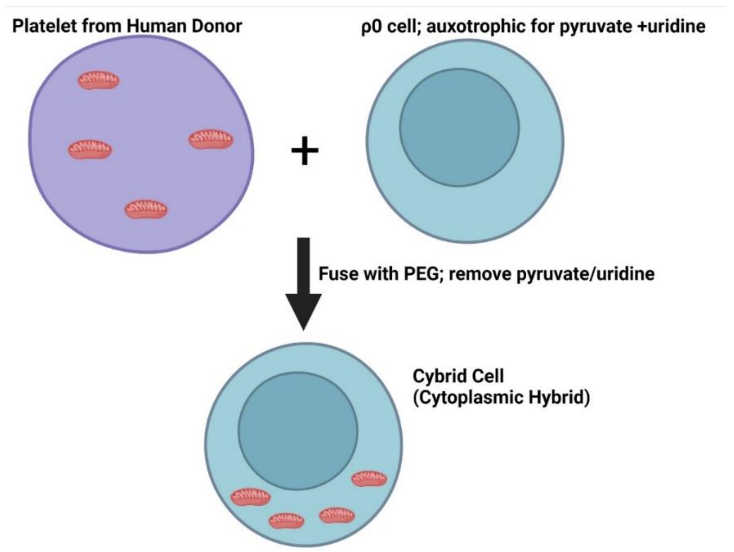 Ijms 23 09212 g002 550