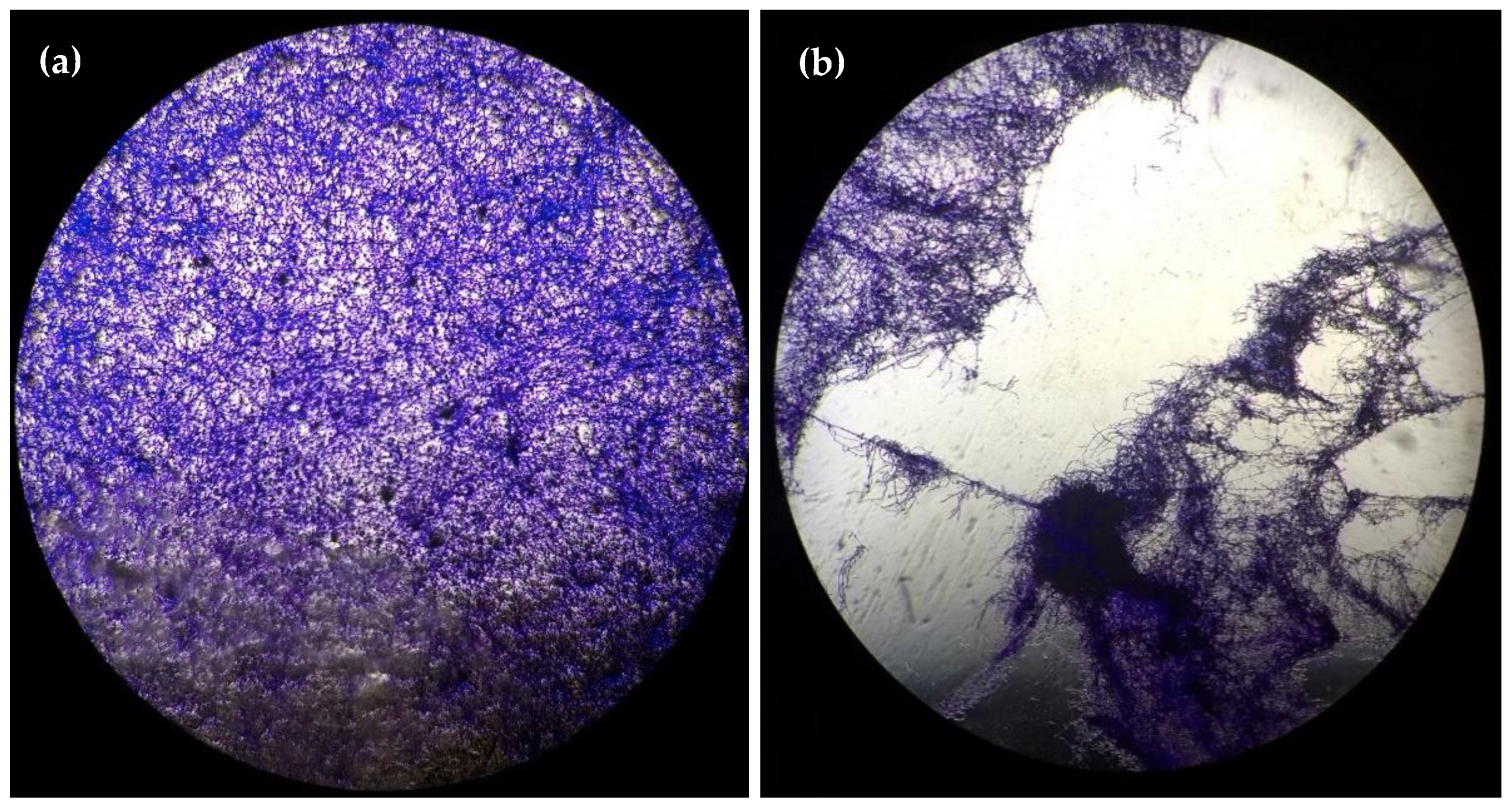 Ijms 23 09226 g003a Ijms 23 09226 g003a