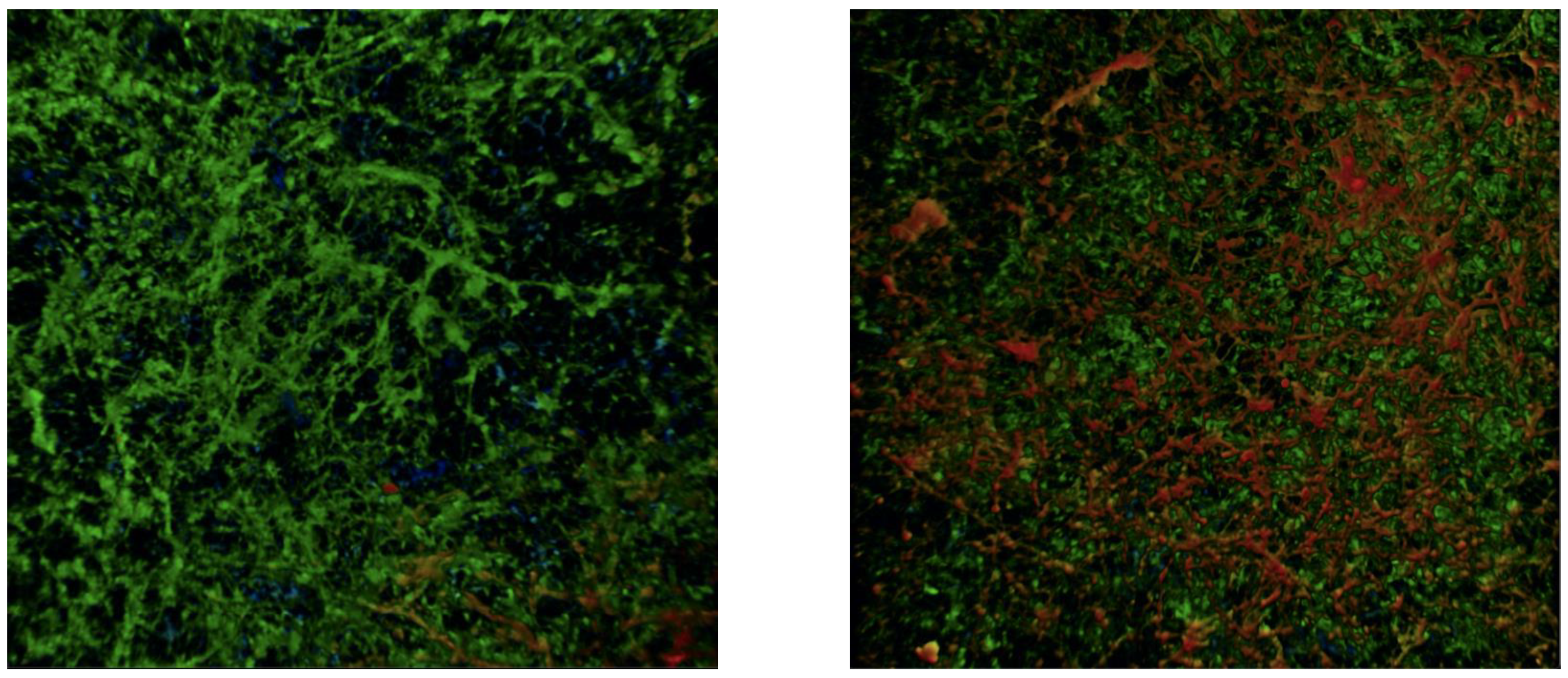 Ijms 23 09226 g004 Ijms 23 09226 g004