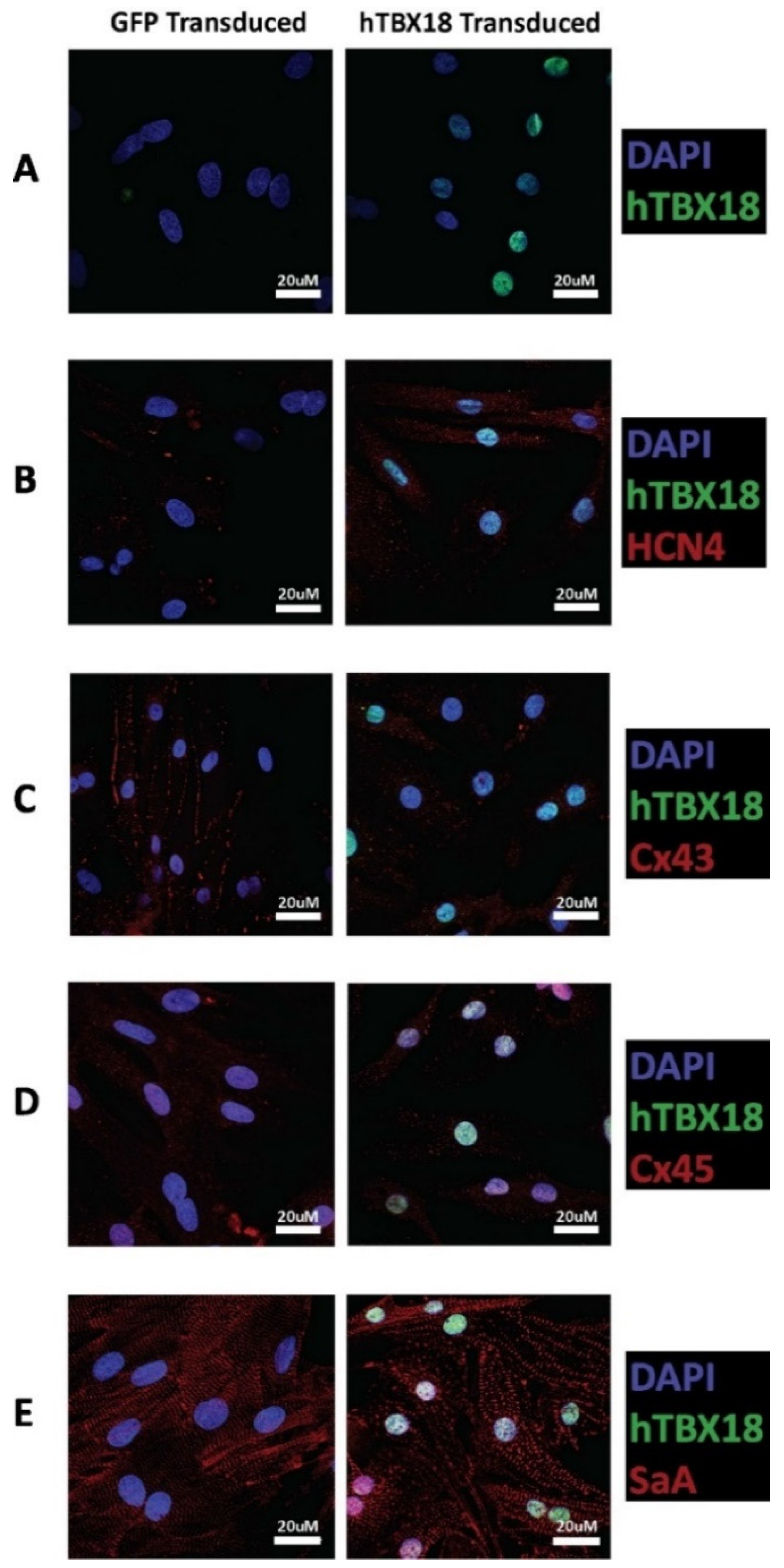 Ijms 23 09230 g004 550