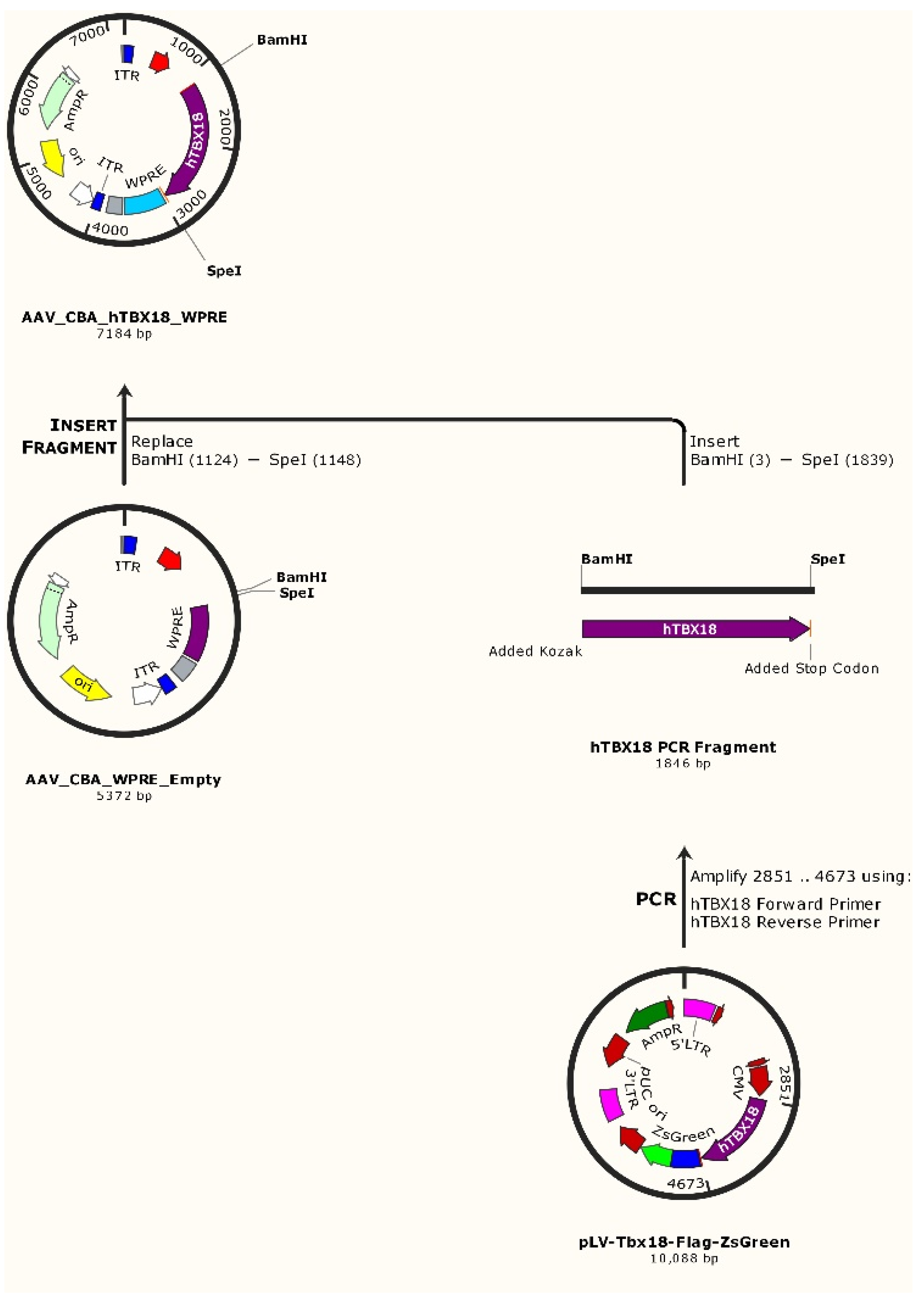 Ijms 23 09230 g007 550
