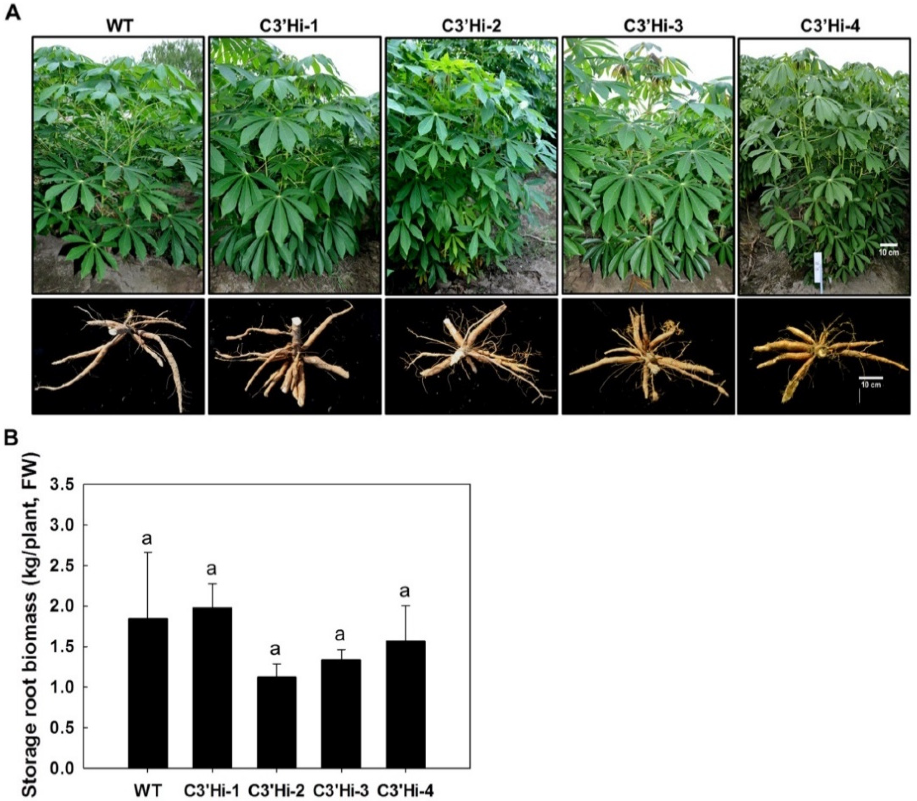 Ijms 23 09231 g004 550