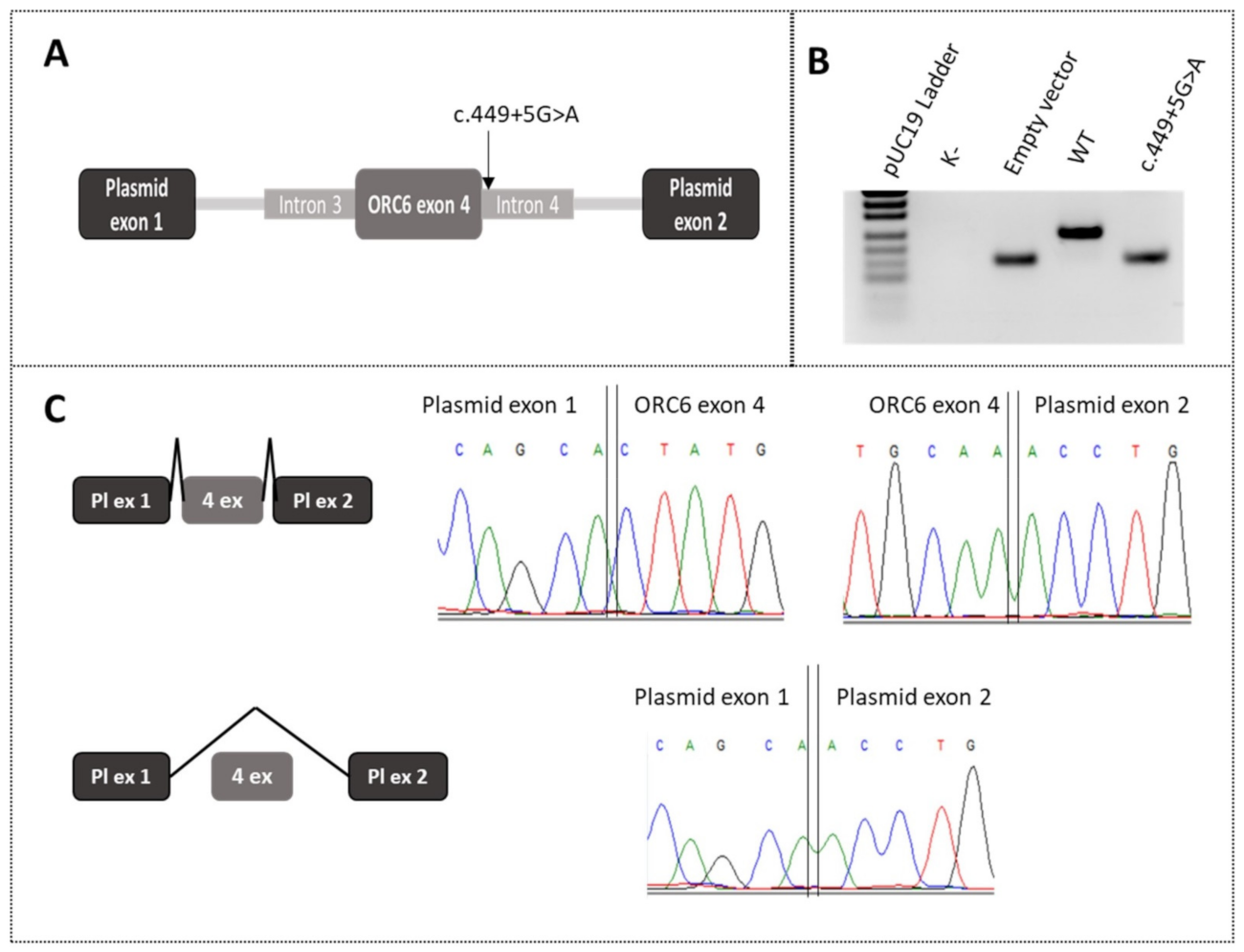 Ijms 23 09234 g002 550