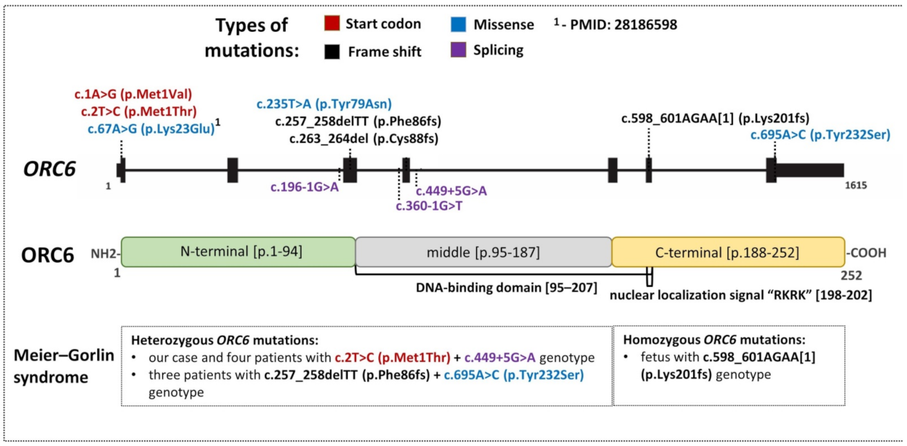Ijms 23 09234 g004 550