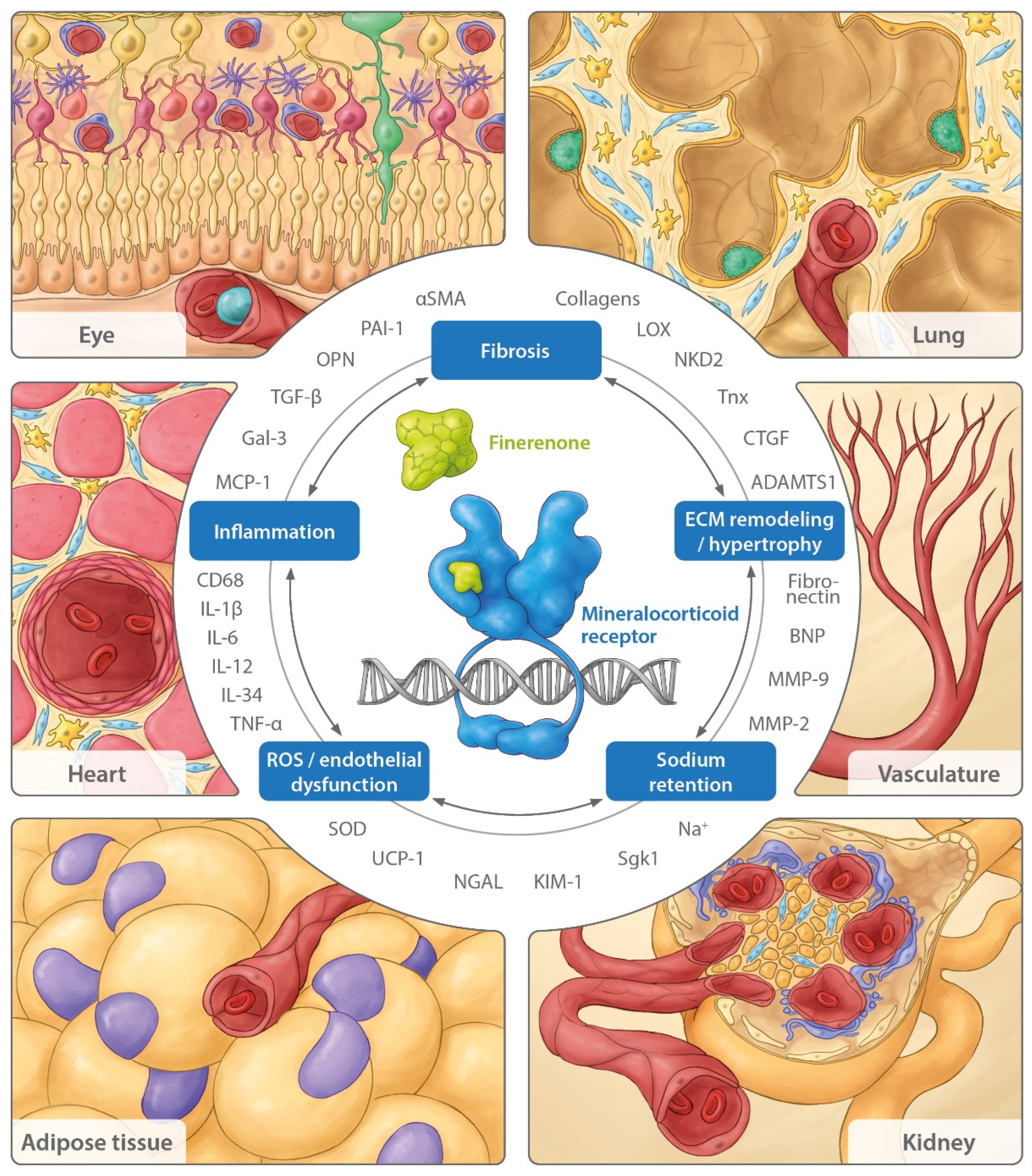 Ijms 23 09243 g001 550
