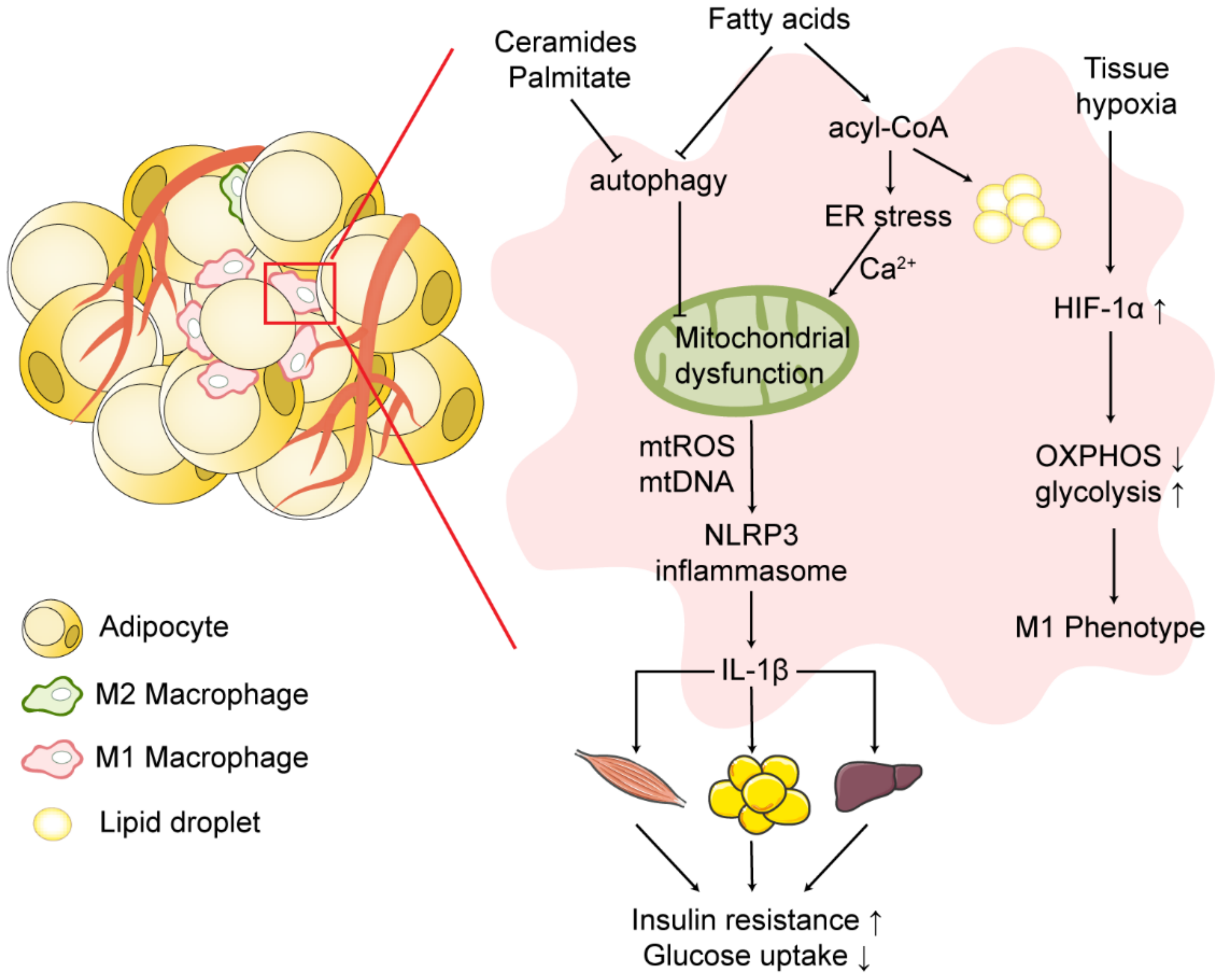 Ijms 23 09252 g002 550