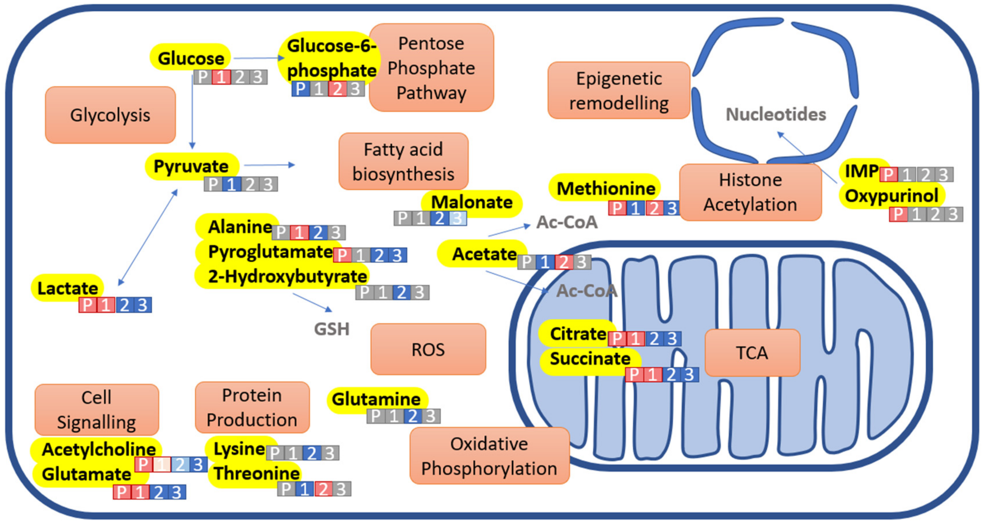 Ijms 23 09266 g005 550