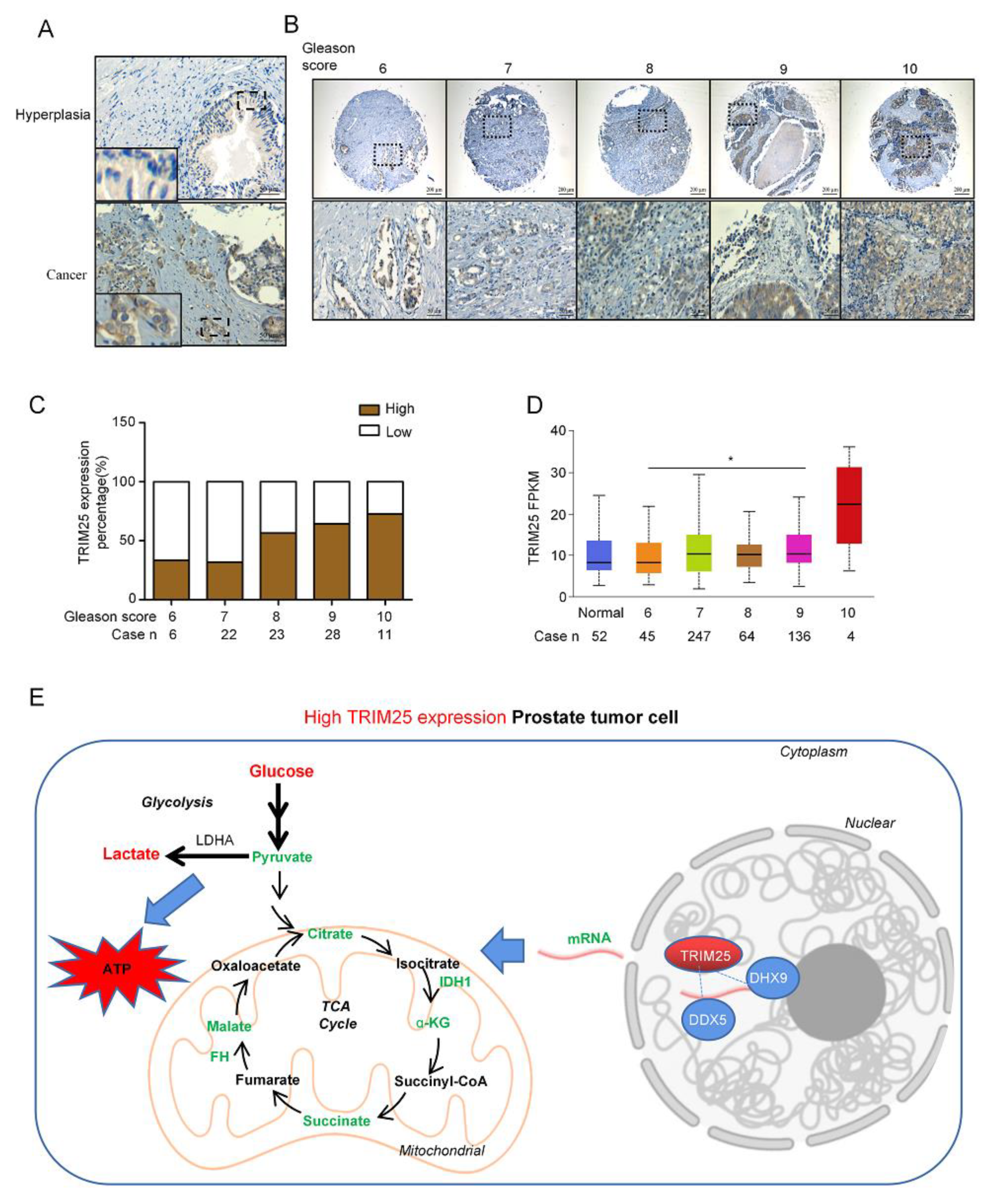 Ijms 23 09325 g005 550