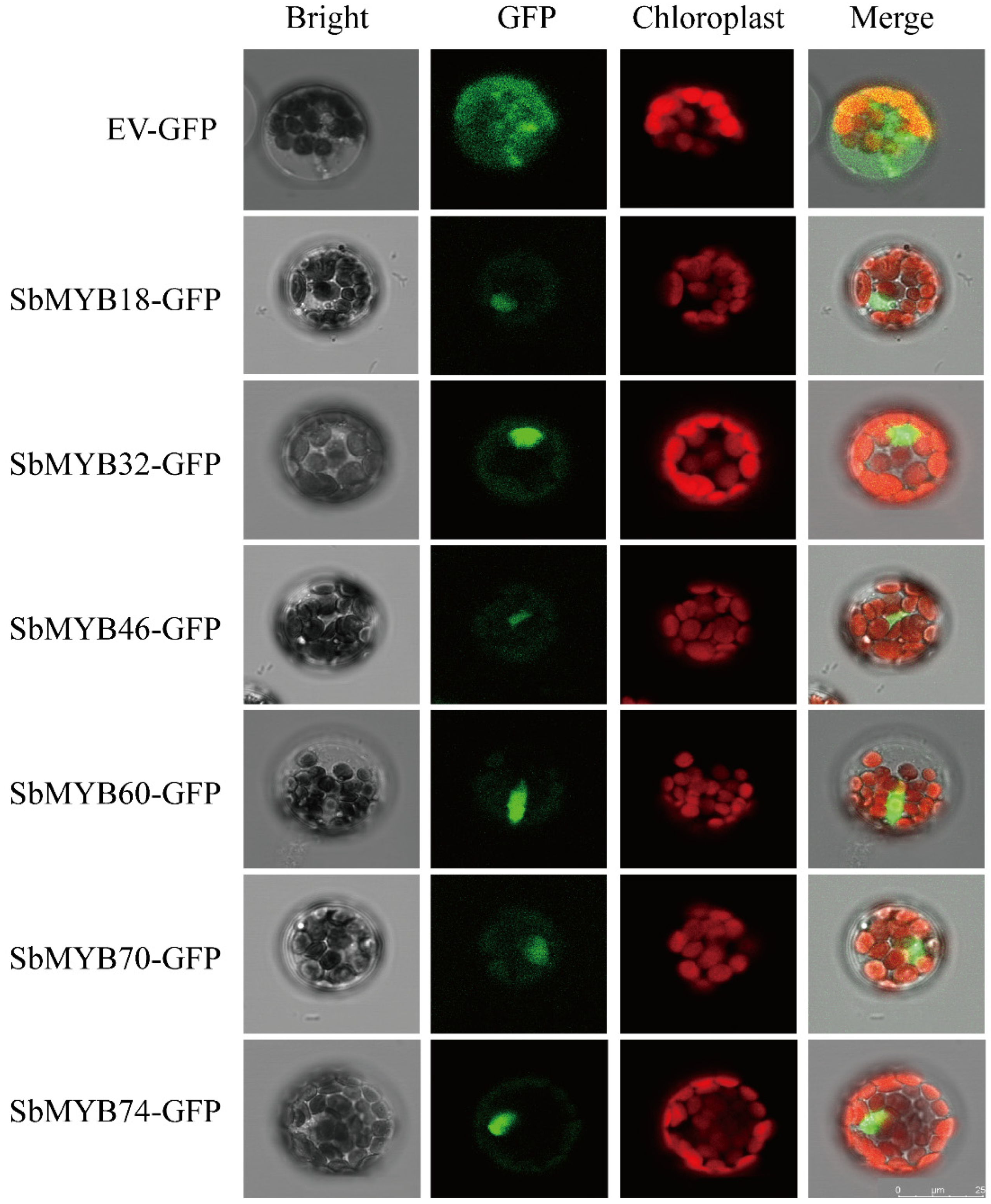 Ijms 23 09342 g012 Ijms 23 09342 g012
