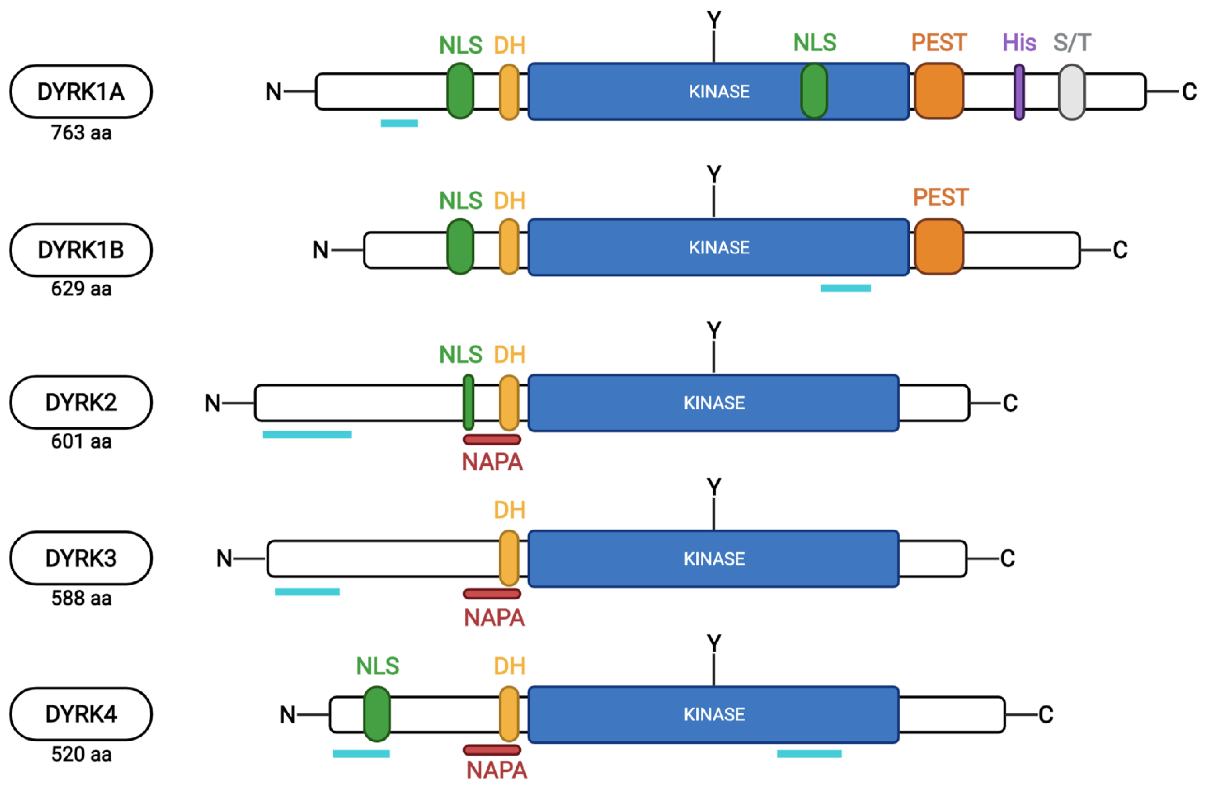 Ijms 23 09355 g002 550