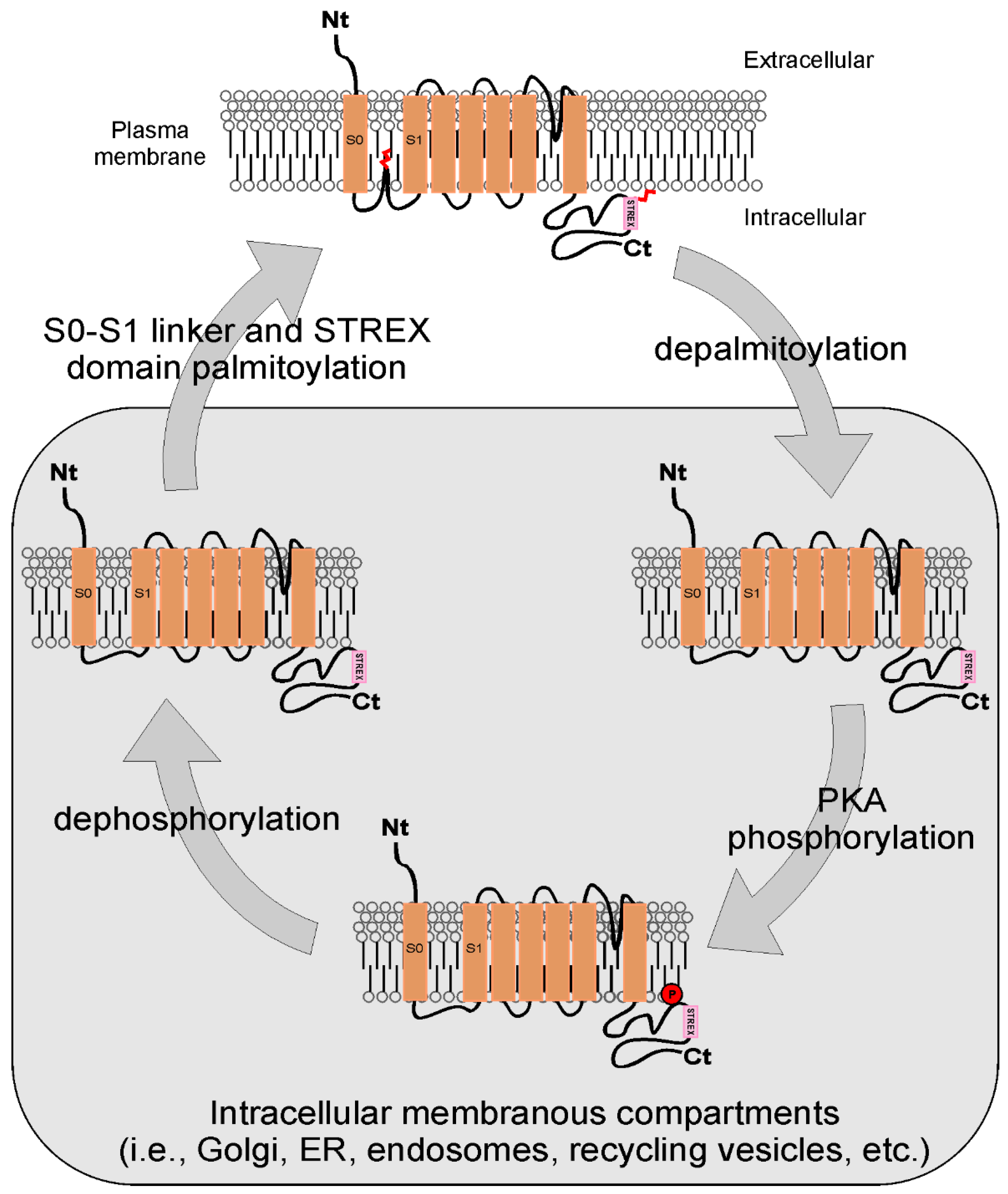 Protein Lipidation: Occurrence, Mechanisms, Biological Functions, and  Enabling Technologies