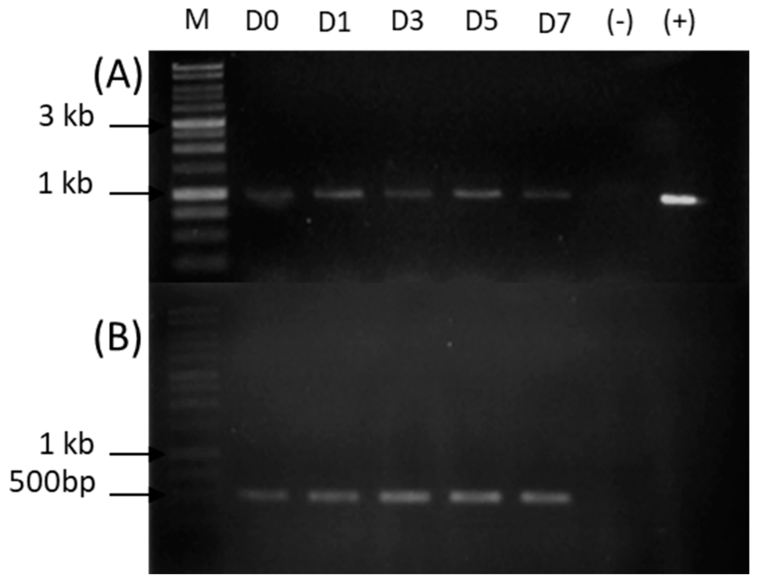 Ijms 23 09367 g005 550