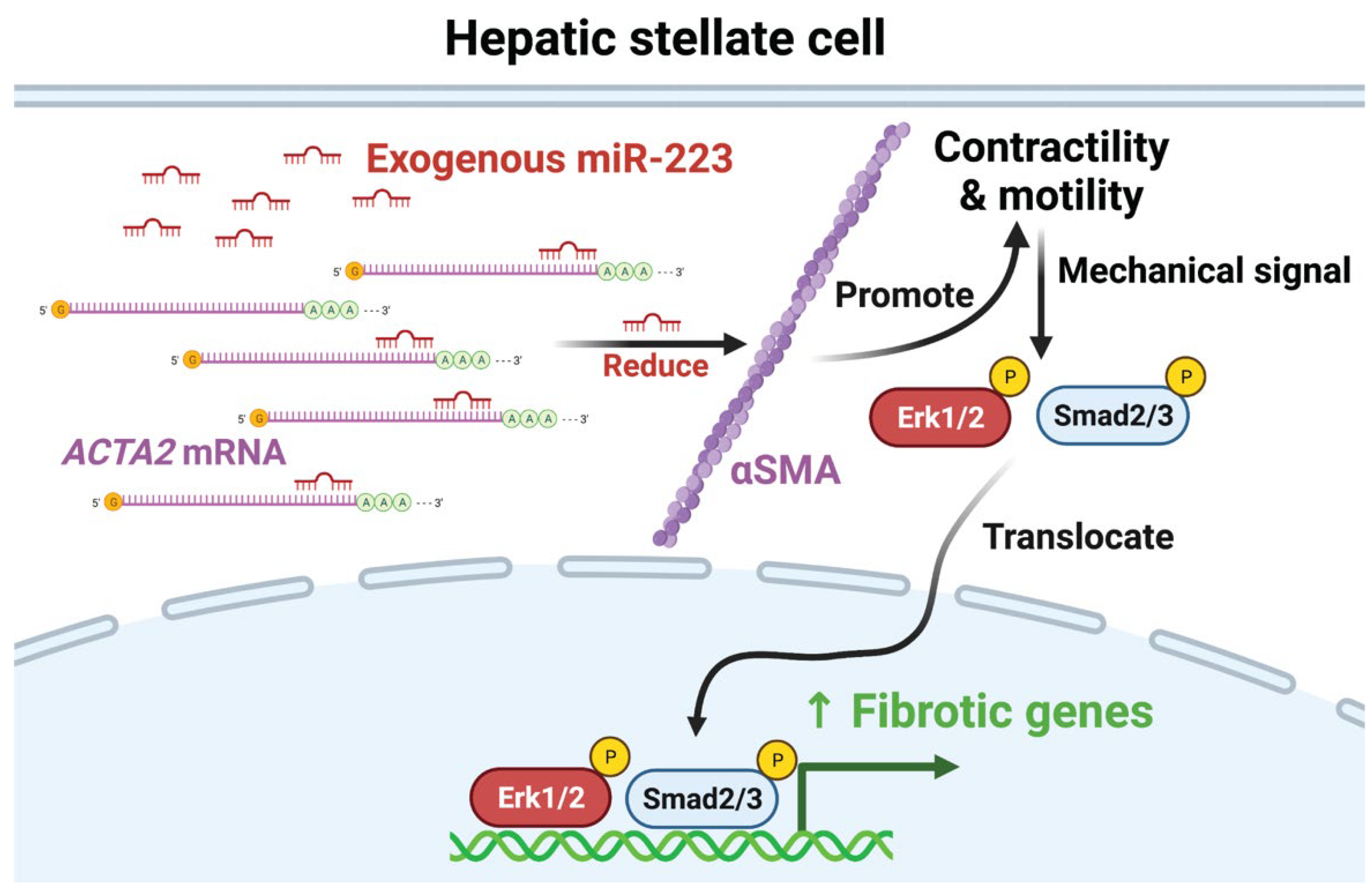 Ijms 23 09380 g007 550