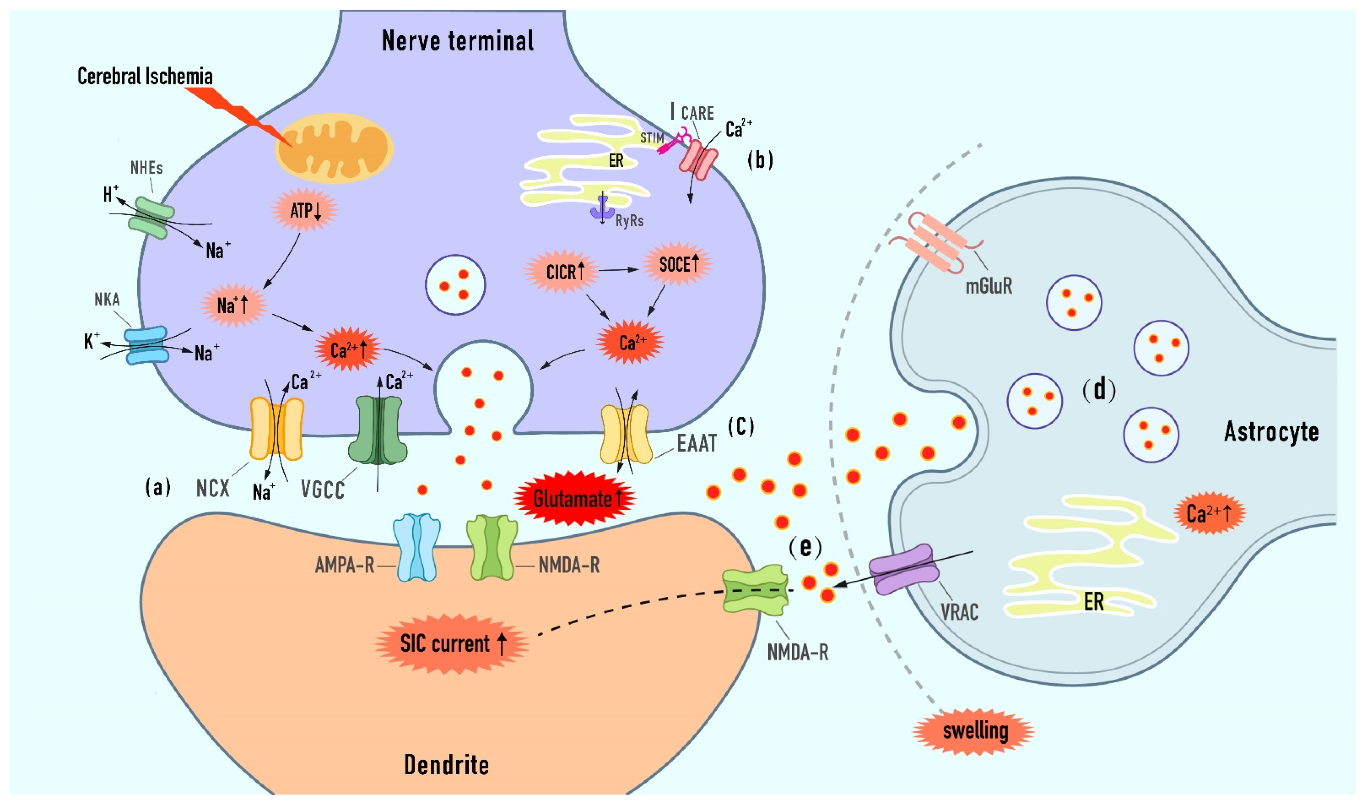 Ijms 23 09381 g002 Ijms 23 09381 g002