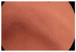 Ijms 23 09382 i001 Ijms 23 09382 i001