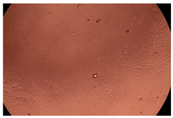 Ijms 23 09382 i004 Ijms 23 09382 i004